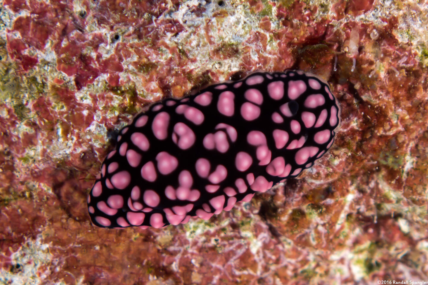 Phyllidiella pustulosa (Pustulose Phyllidia)