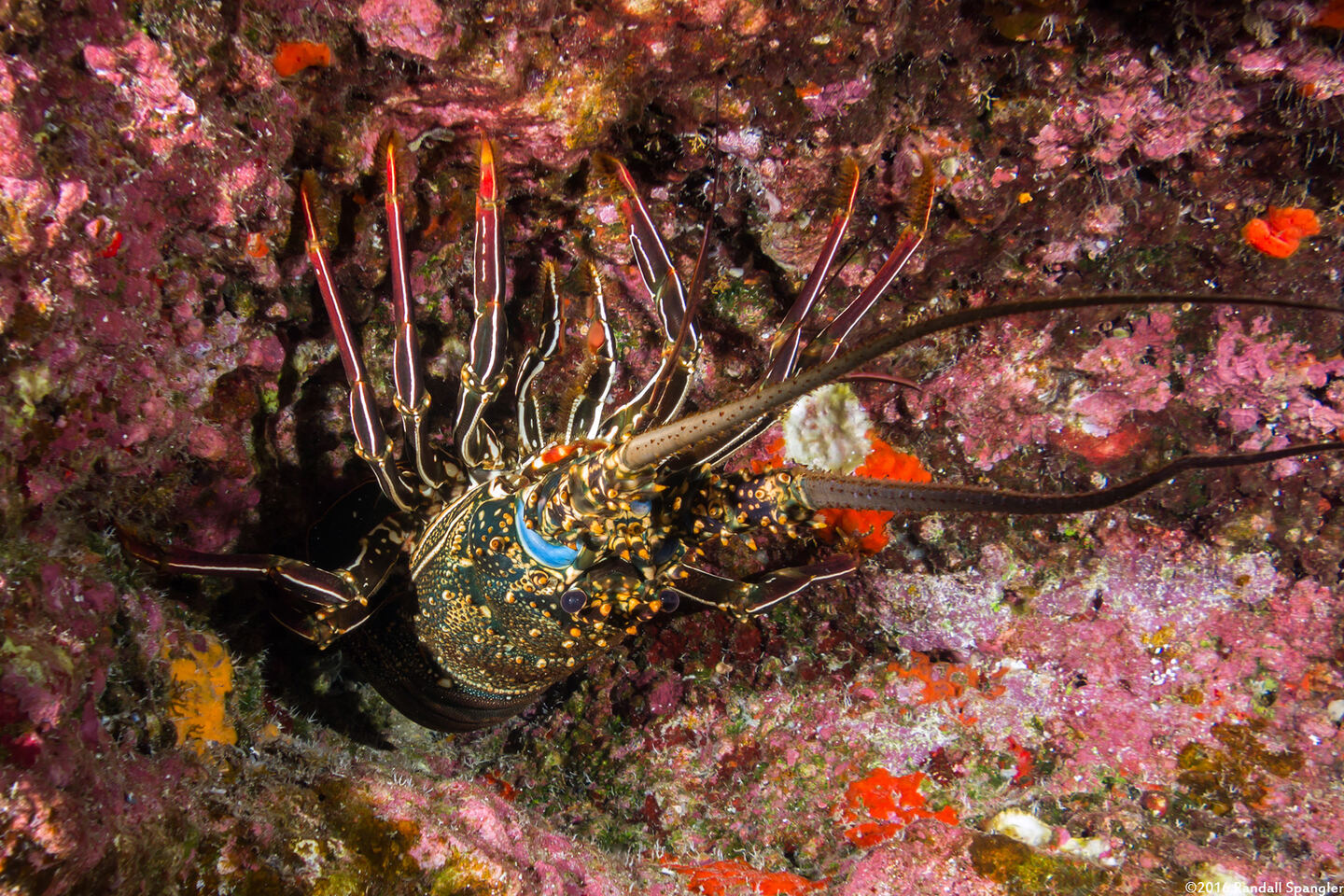Panulirus penicillatus (Pronghorn Spiny Lobster)