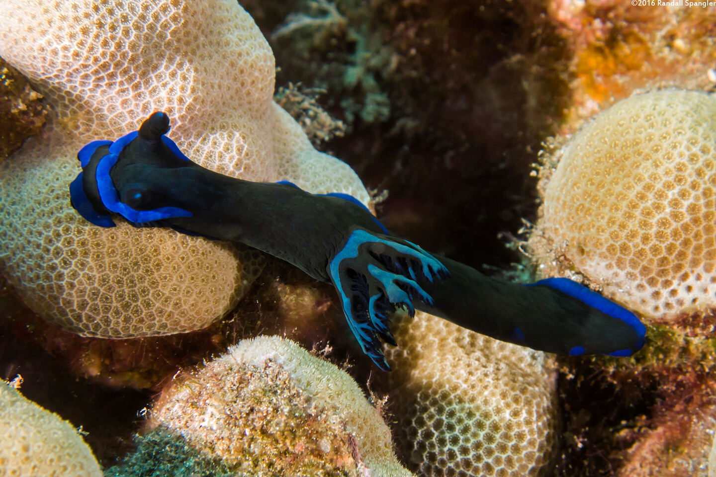 Tambja morosa (Gloomy Nudibranch)
