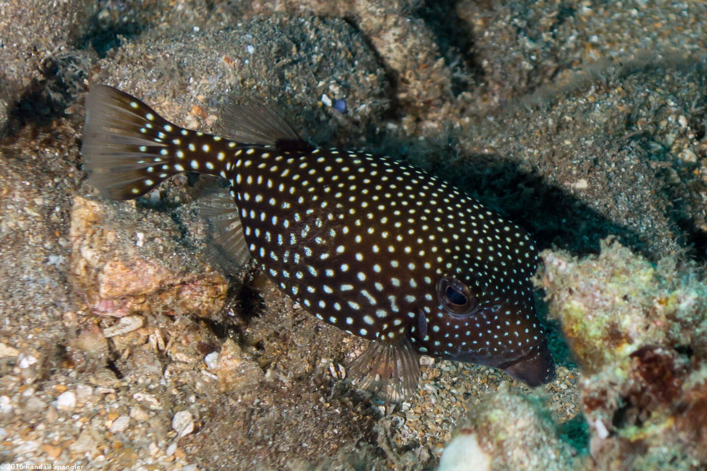 Ostracion meleagris (Spotted Boxfish)