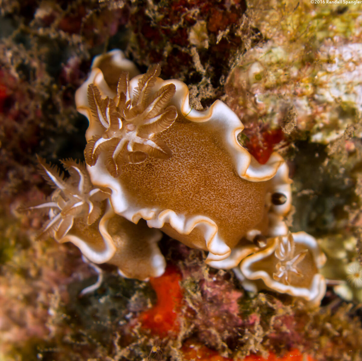 Glossodoris rufomarginata (White-Margin Nudibranch)