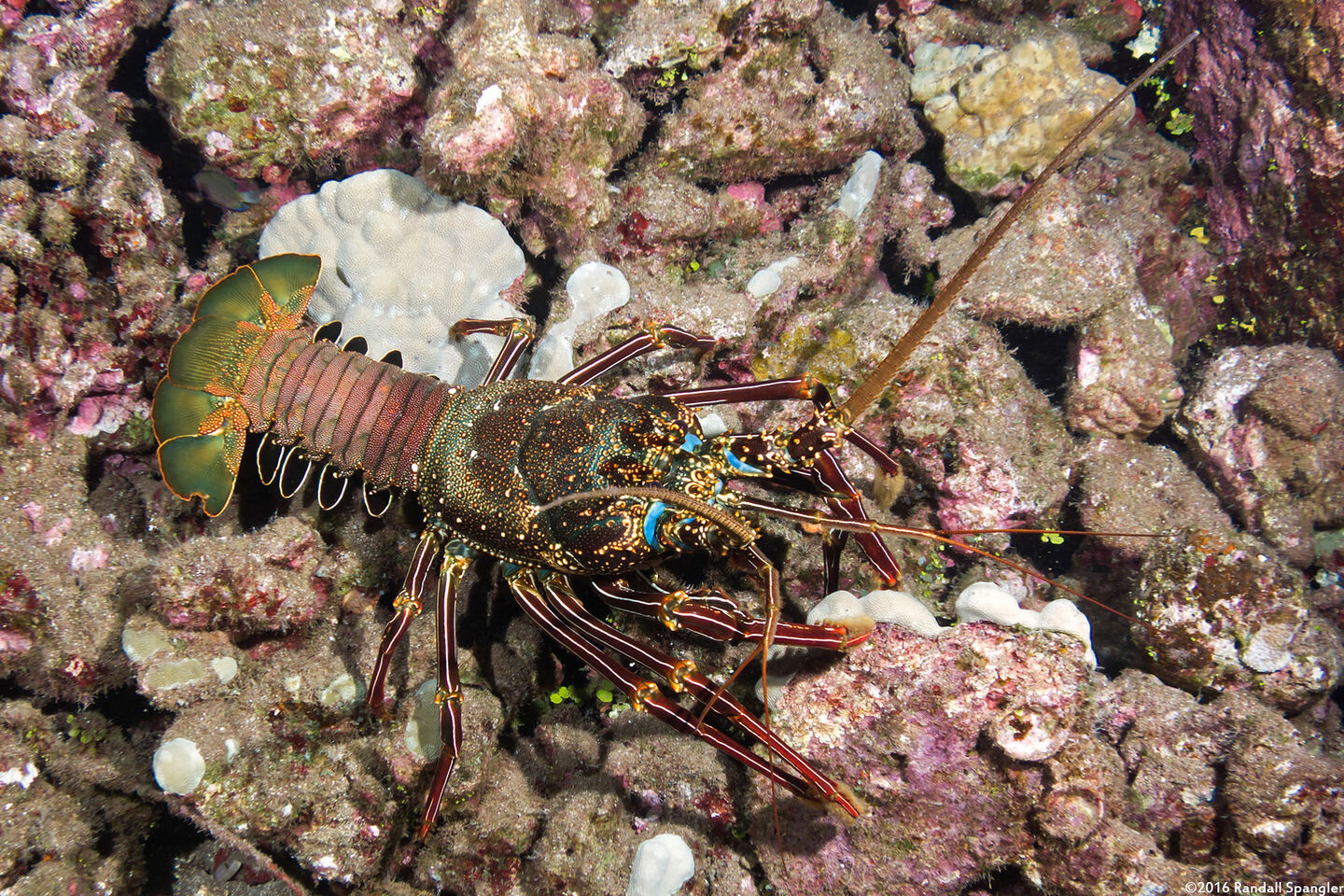 Panulirus penicillatus (Pronghorn Spiny Lobster)