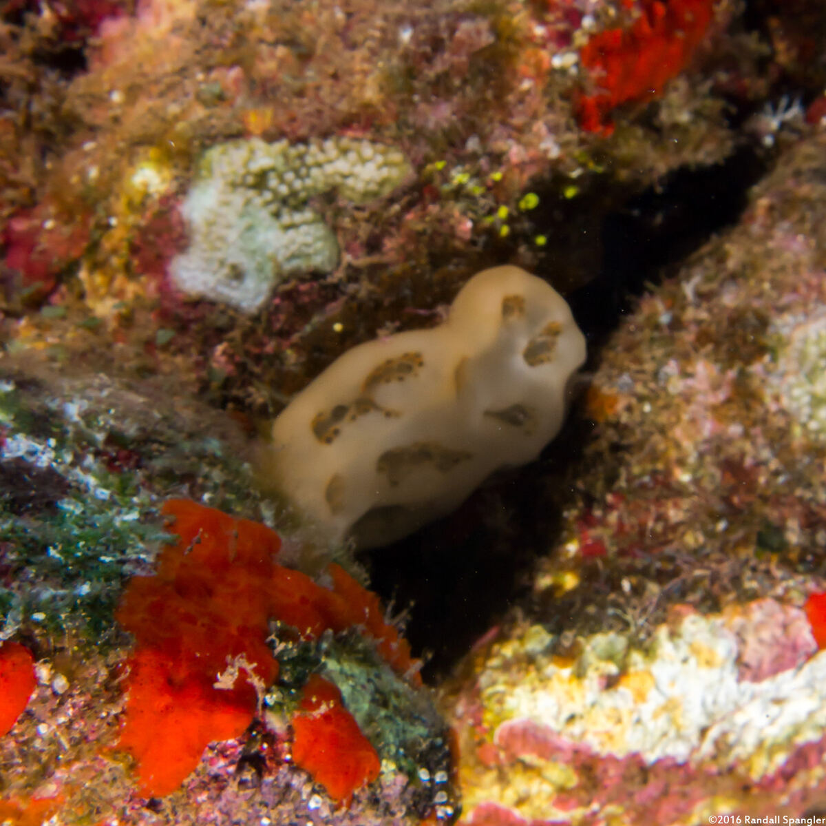 Aplidium crateriferum (Cratered Aplidium)