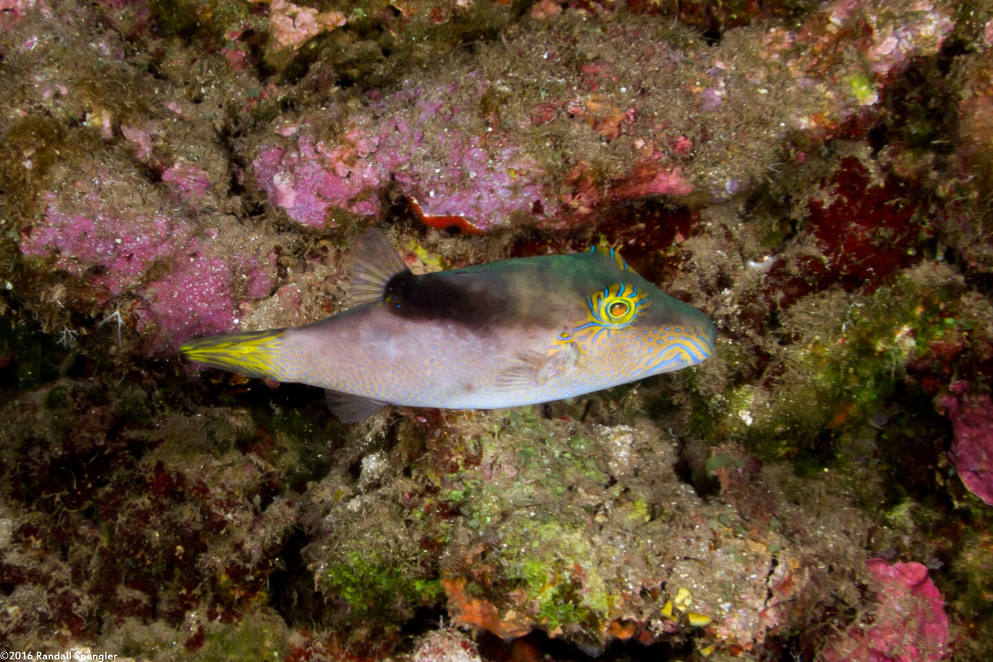 Canthigaster epilampra (Lantern Toby)