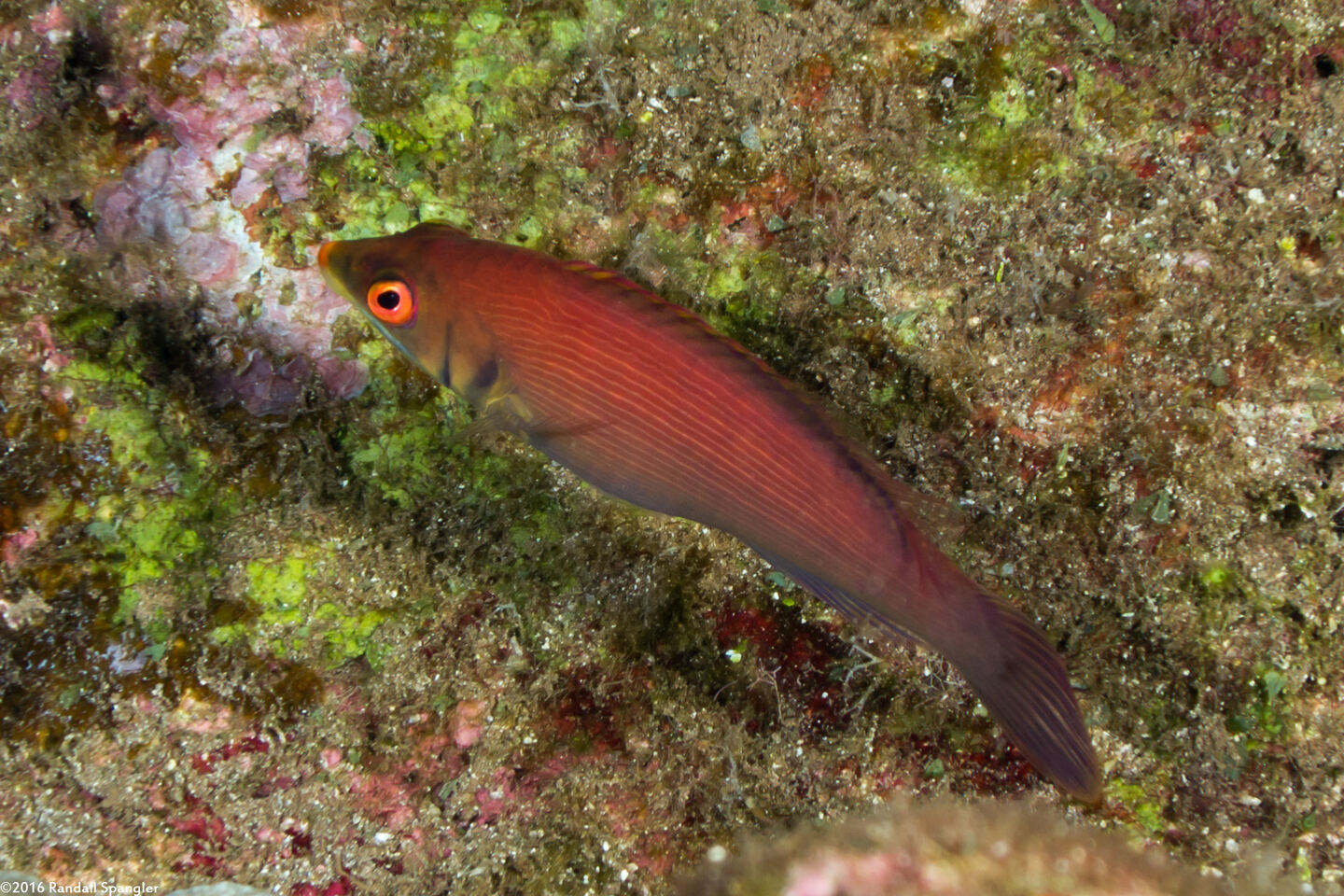 Pseudocheilinus evanidus (Disappearing Wrasse)