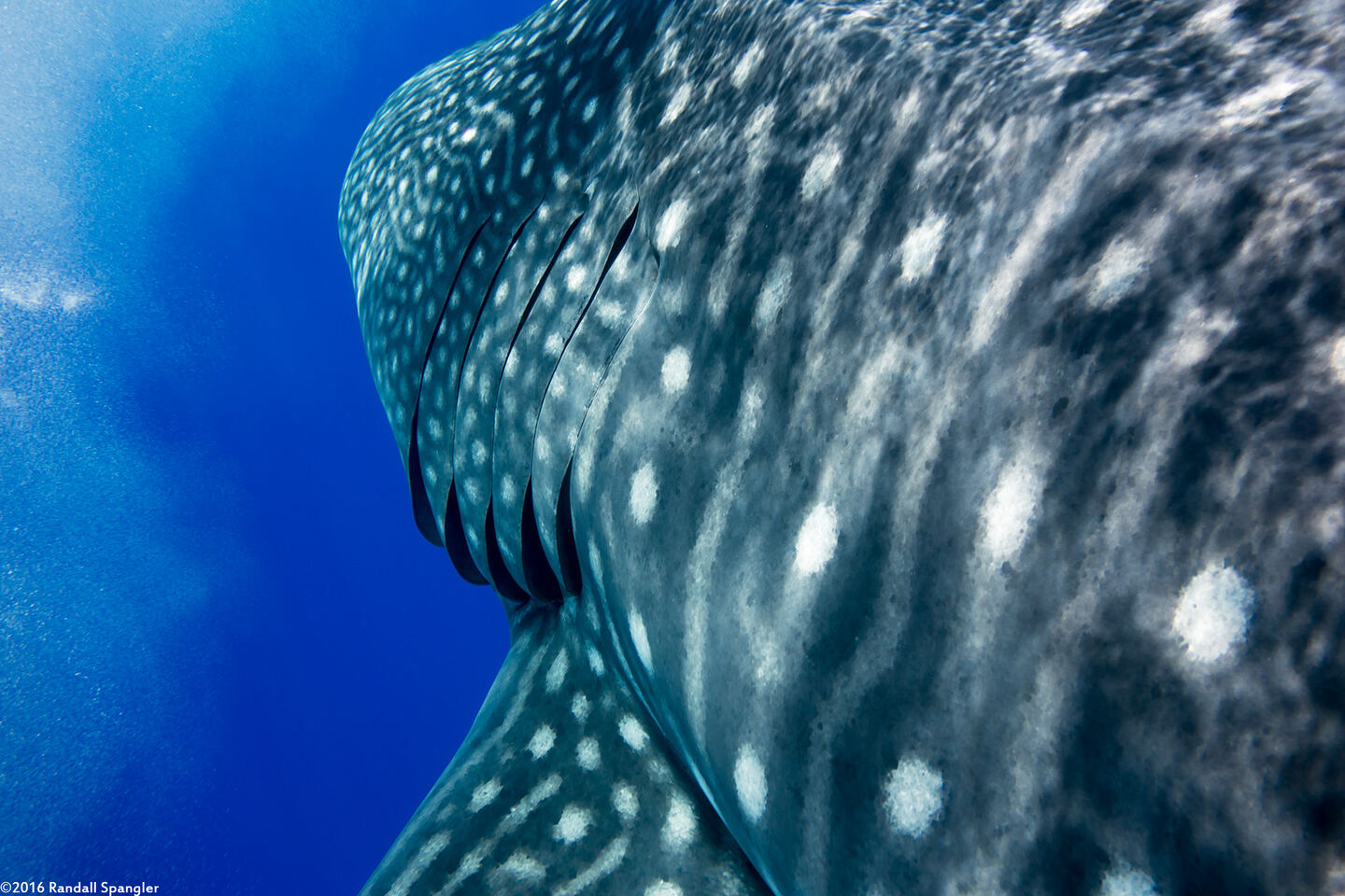 Rhincodon typus (Whale Shark)