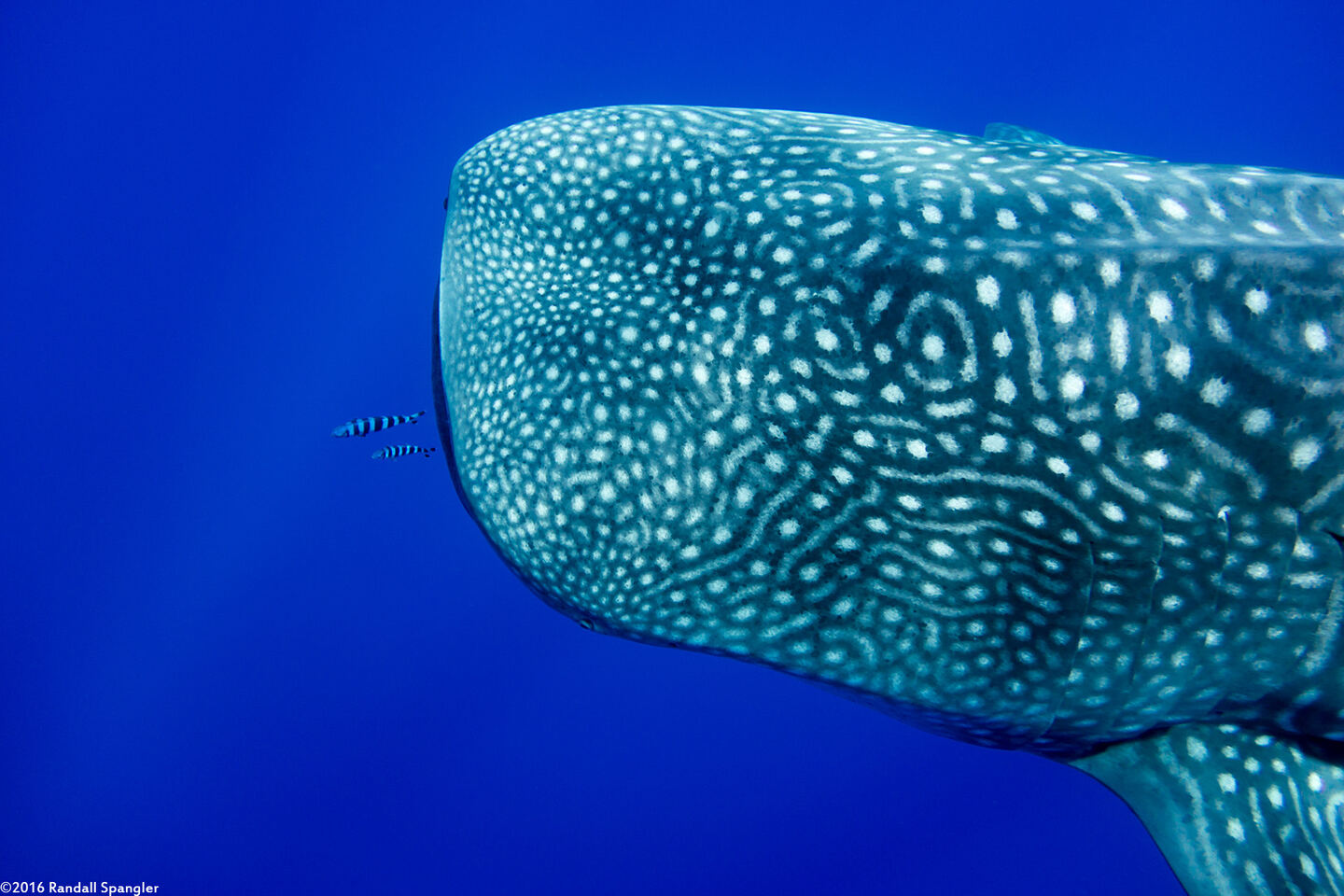 Rhincodon typus (Whale Shark)