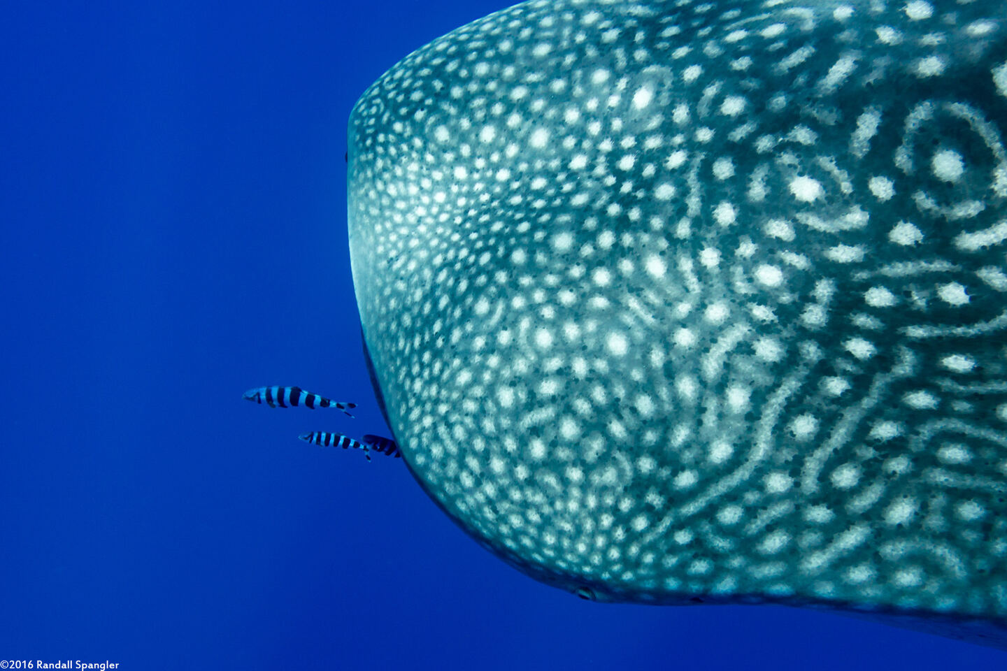 Naucrates ductor (Pilot Fish)