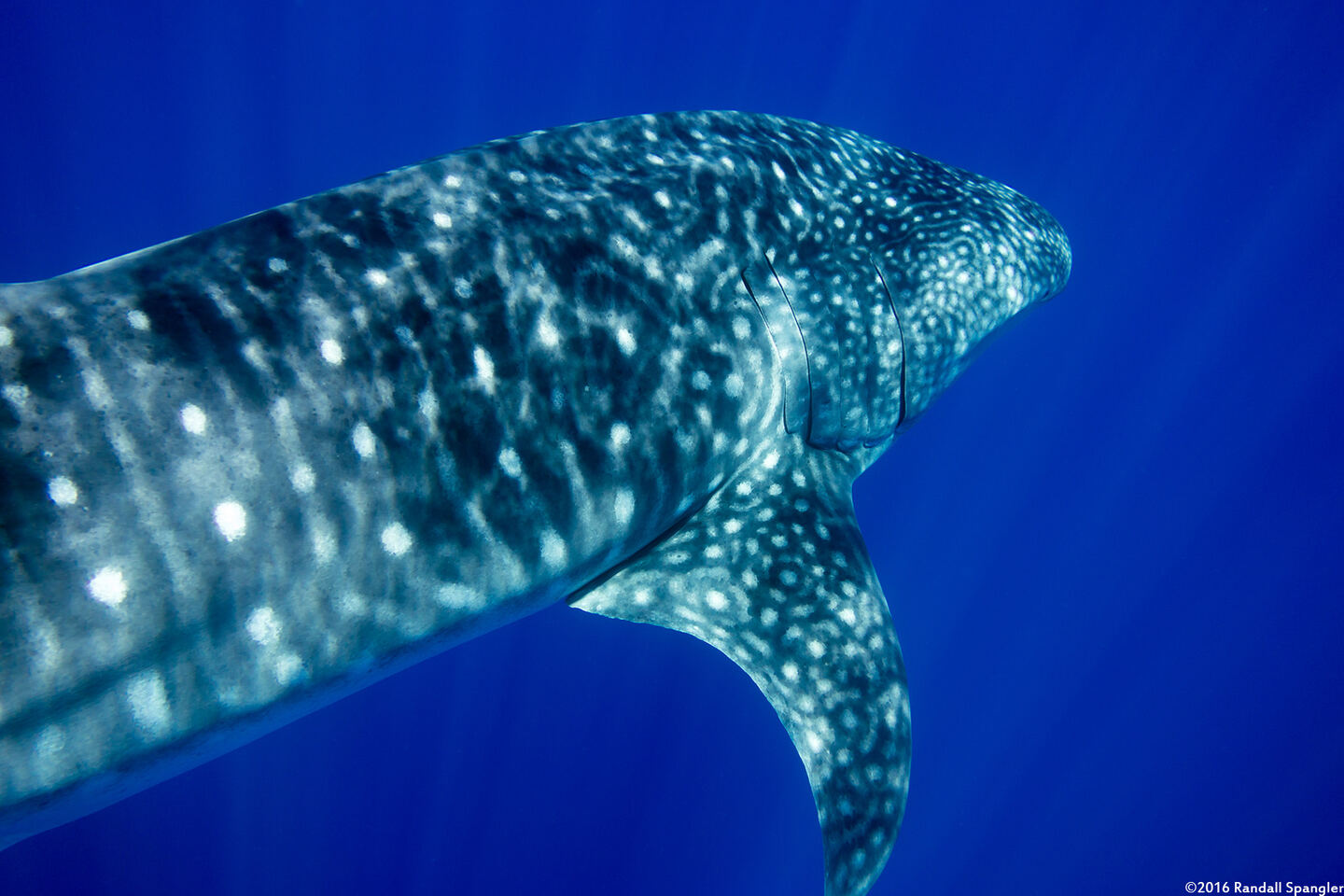 Rhincodon typus (Whale Shark)
