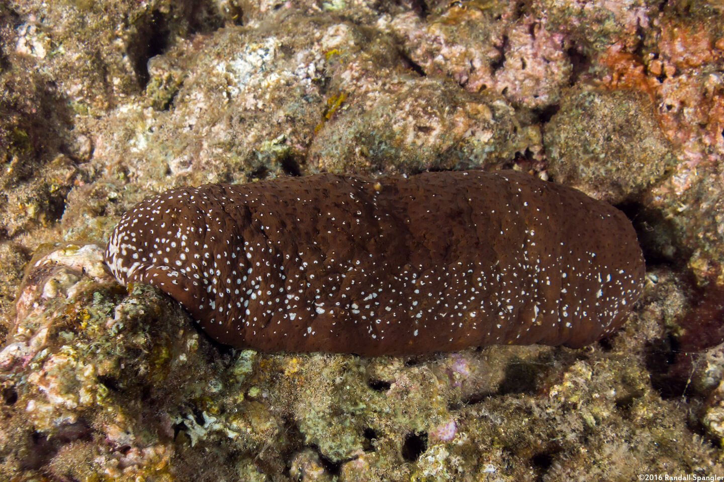 Actinopyga mauritiana (White-Spotted Sea Cucumber)