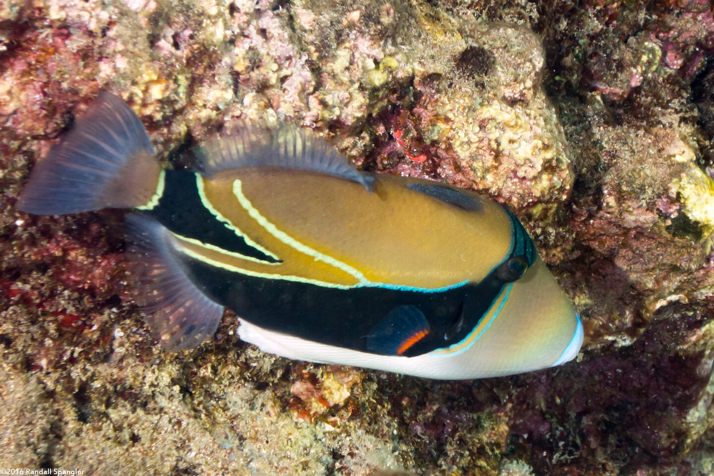 Rhinecanthus rectangulus (Wedgetail Triggerfish)