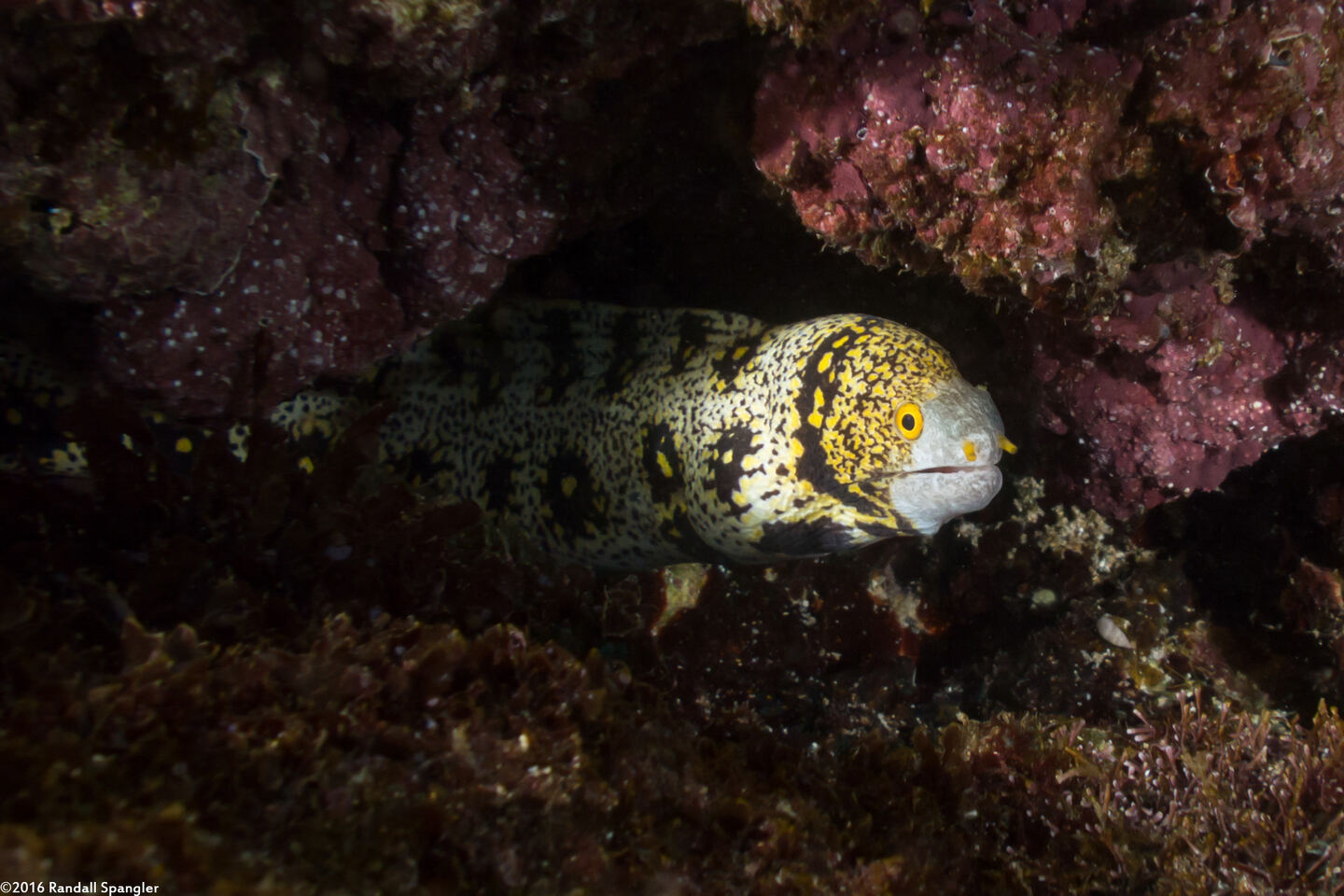 Echidna nebulosa (Snowflake Moray)