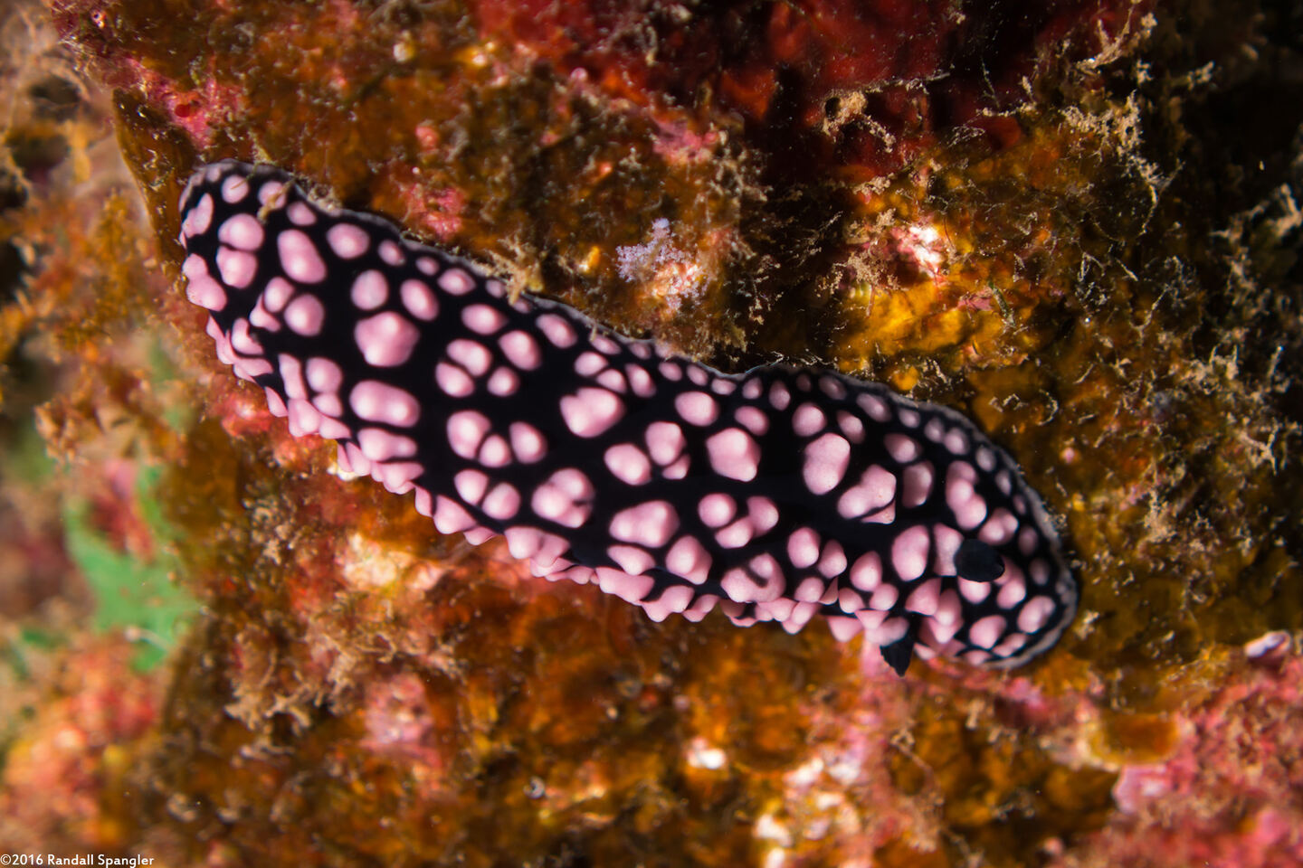 Phyllidiella pustulosa (Pustulose Phyllidia)