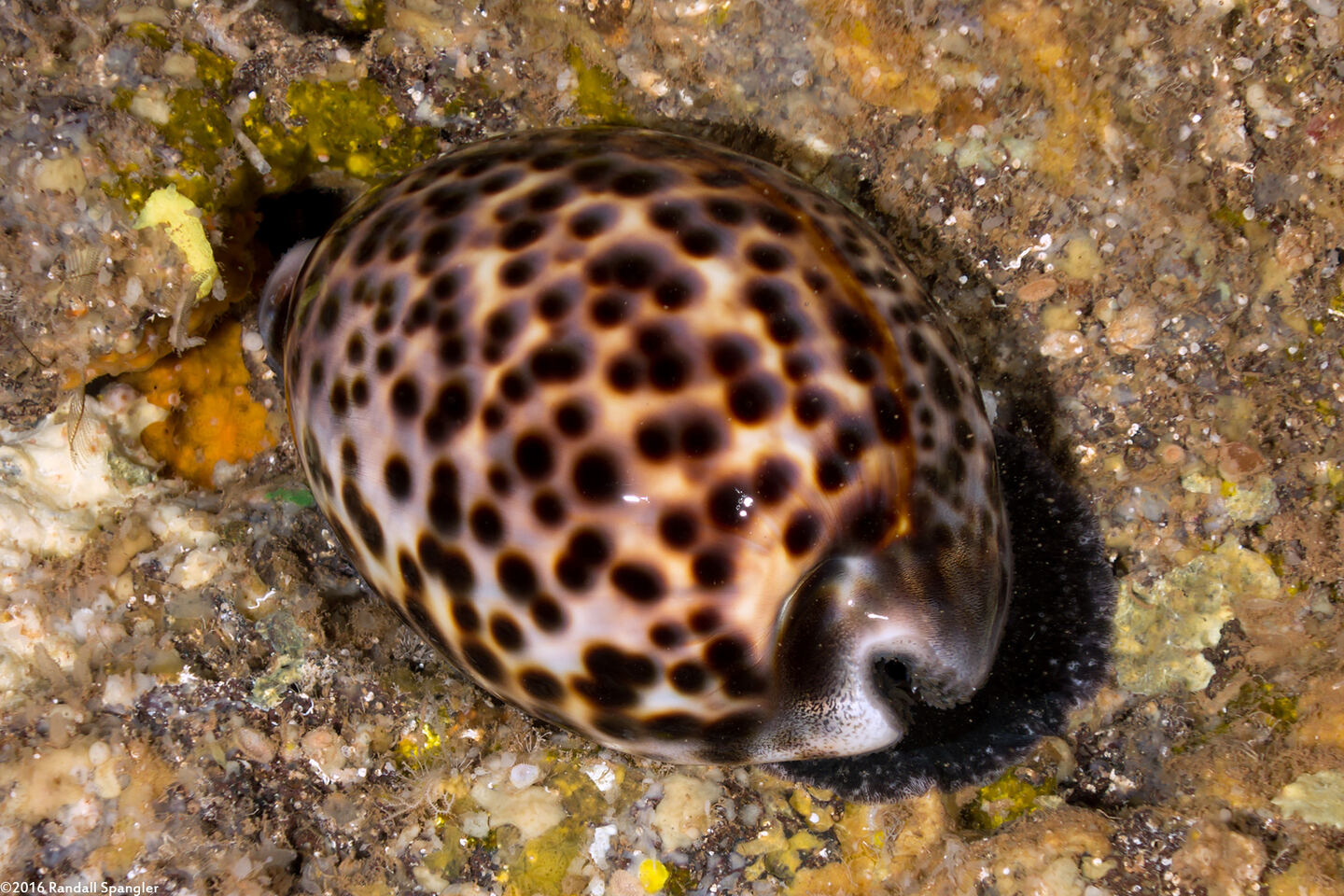 Cypraea tigris (Tiger Cowry)