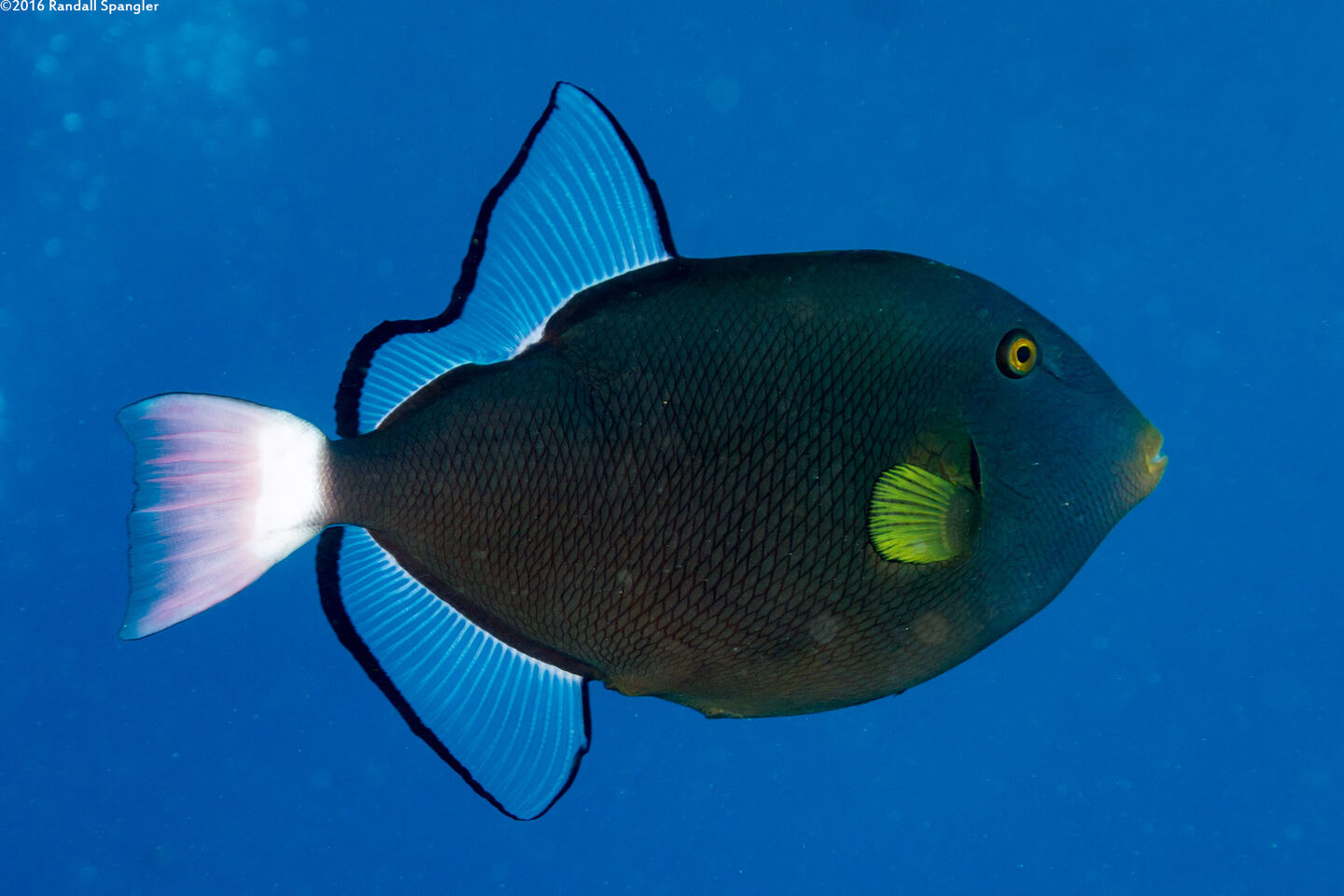Melichthys vidua (Pinktail Triggerfish)