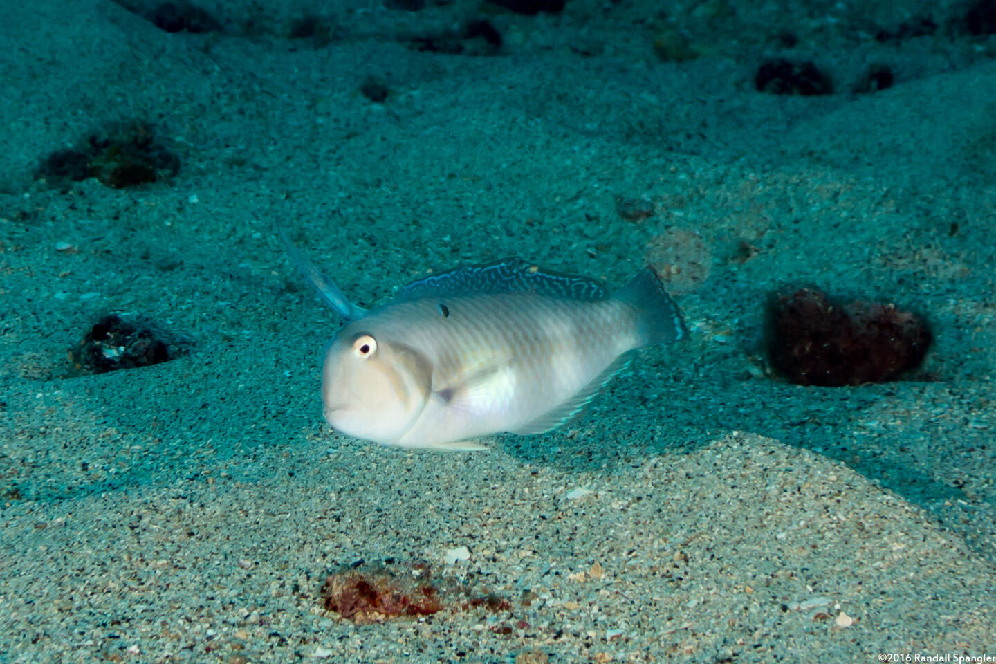 Iniistius aneitensis (Whitepatch Razorfish)