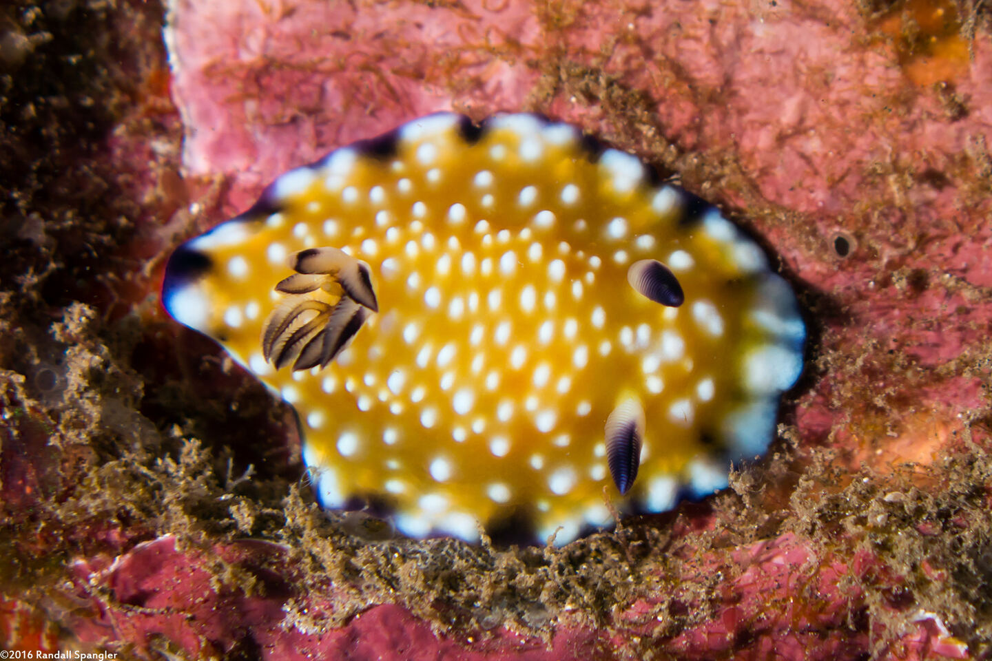 Goniobranchus vibratus (Trembling Nudibranch)