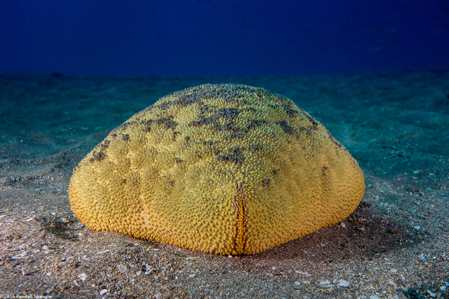 Culcita novaeguineae (Cushion Star)