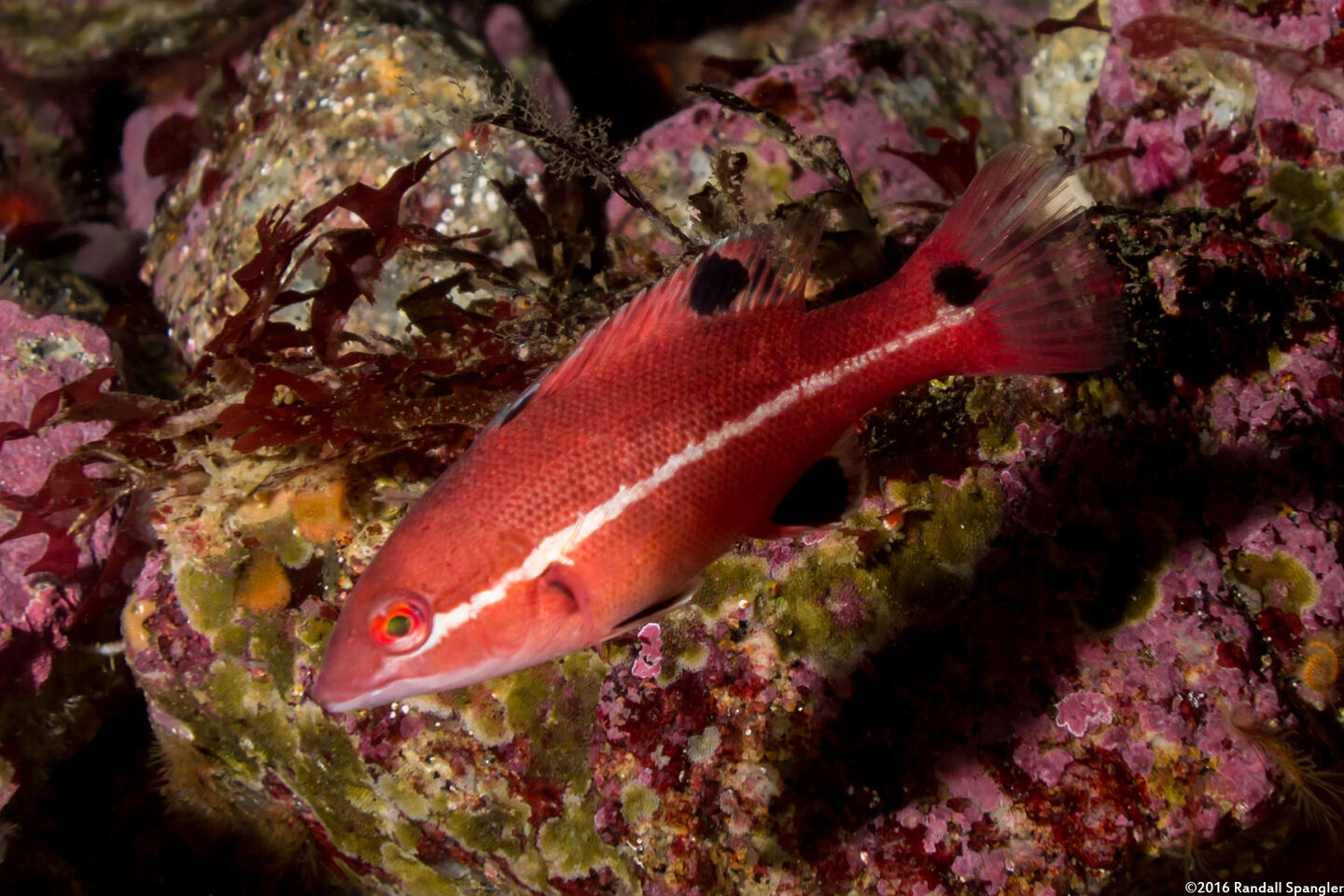 Semicossyphus pulcher (California Sheephead)