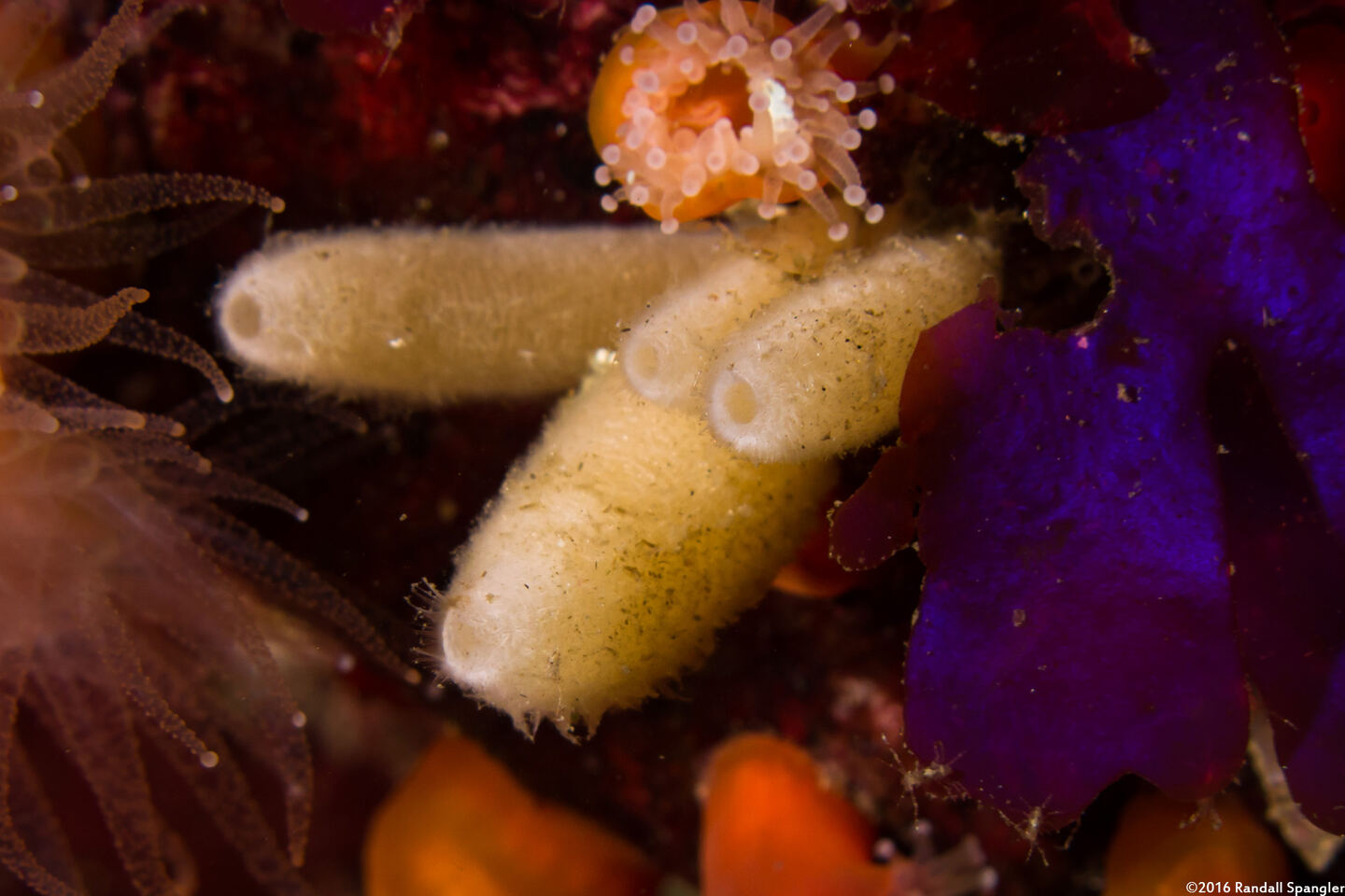 Leucilla nuttingi (Urn Sponge)