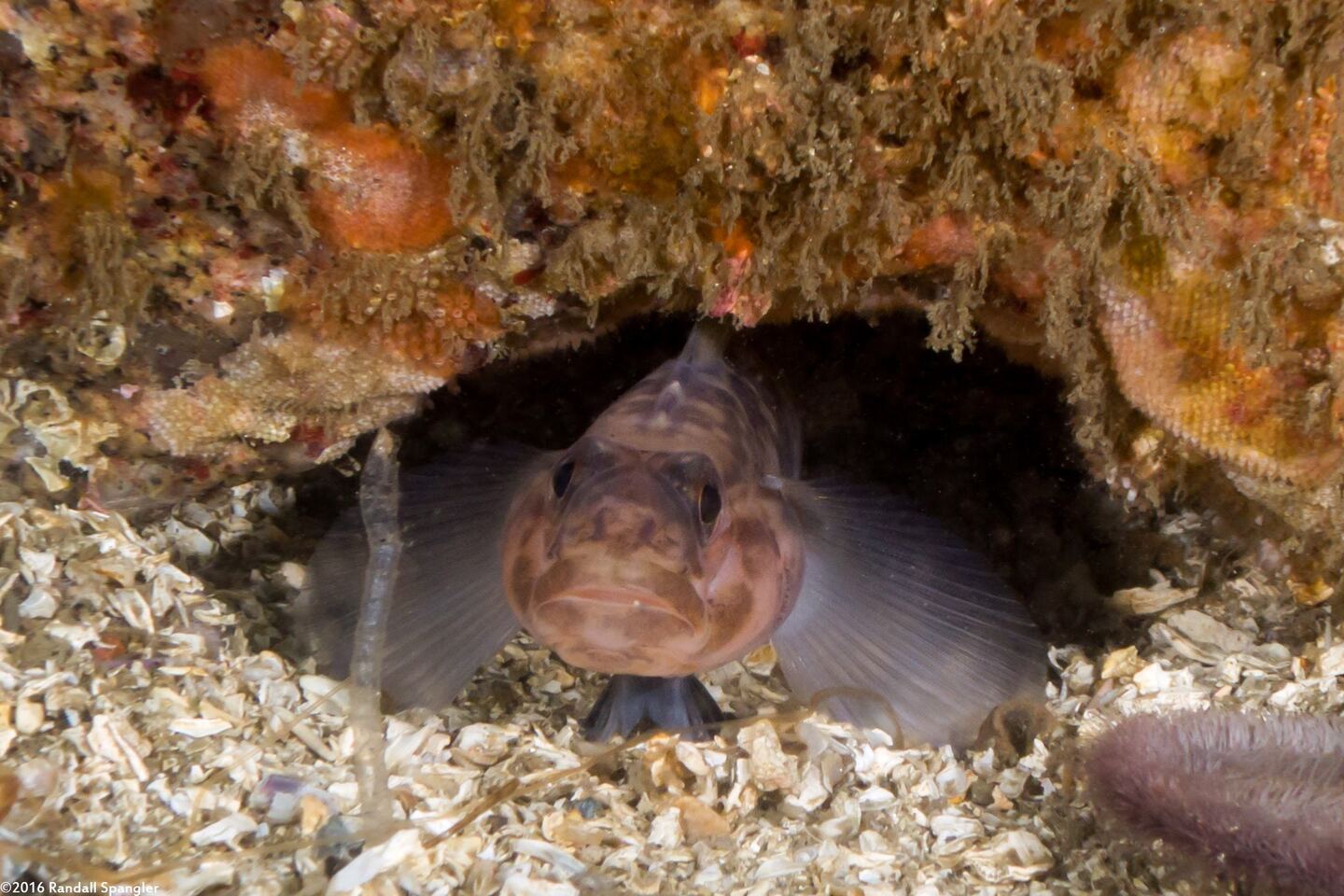 Rhinogobiops nicholsii (Blackeye Goby)