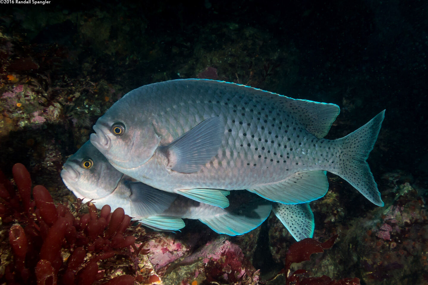 Chromis punctipinnis (Blacksmith)