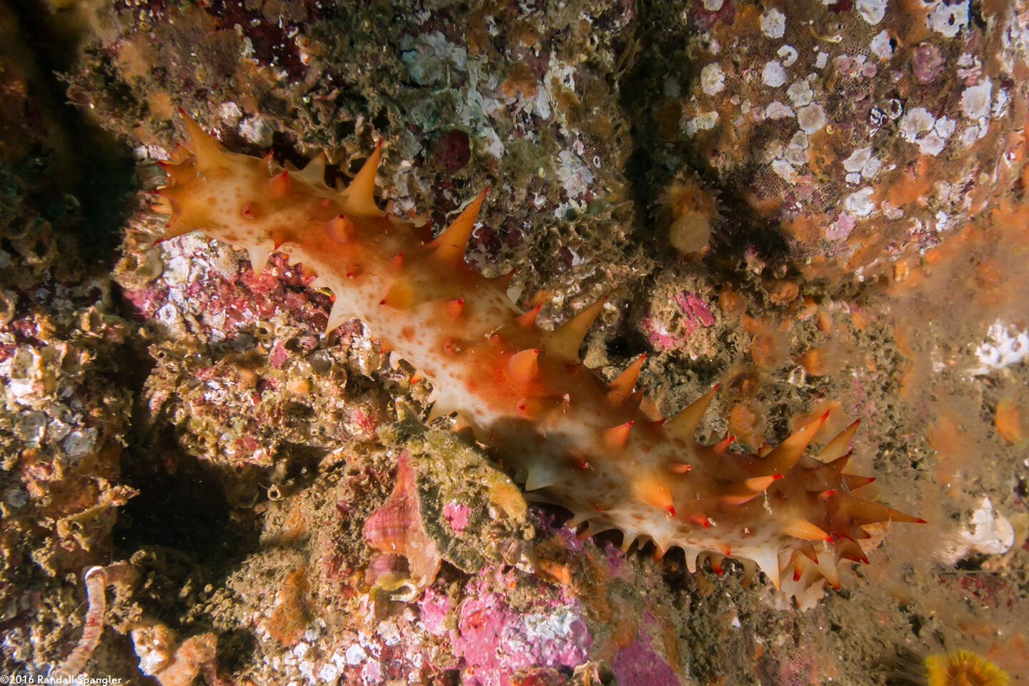 Parastichopus californicus (California Sea Cucumber)
