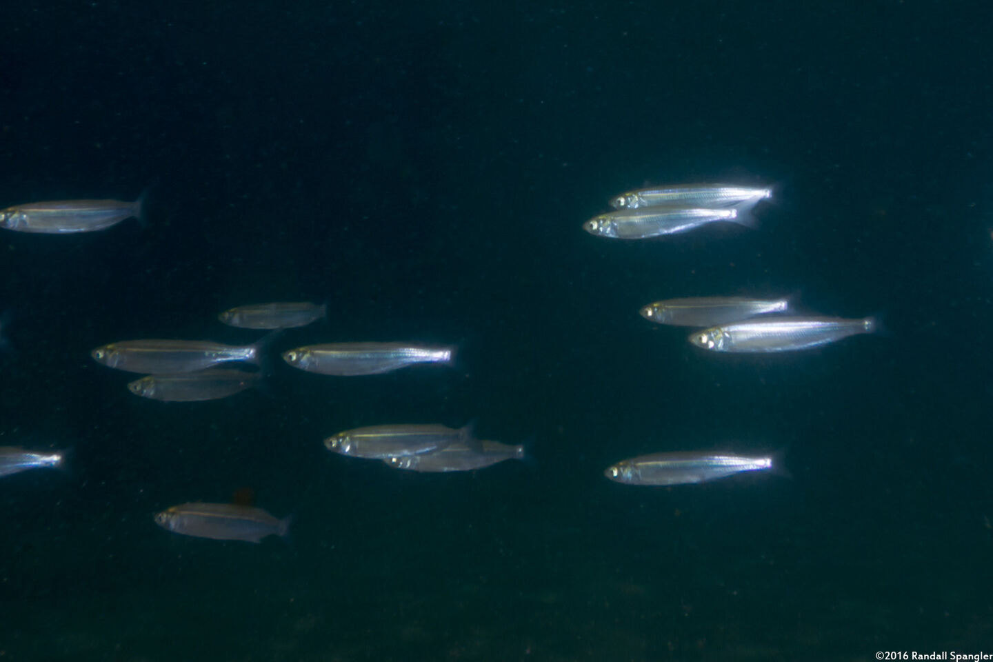 Atherinops affinis (Topsmelt)