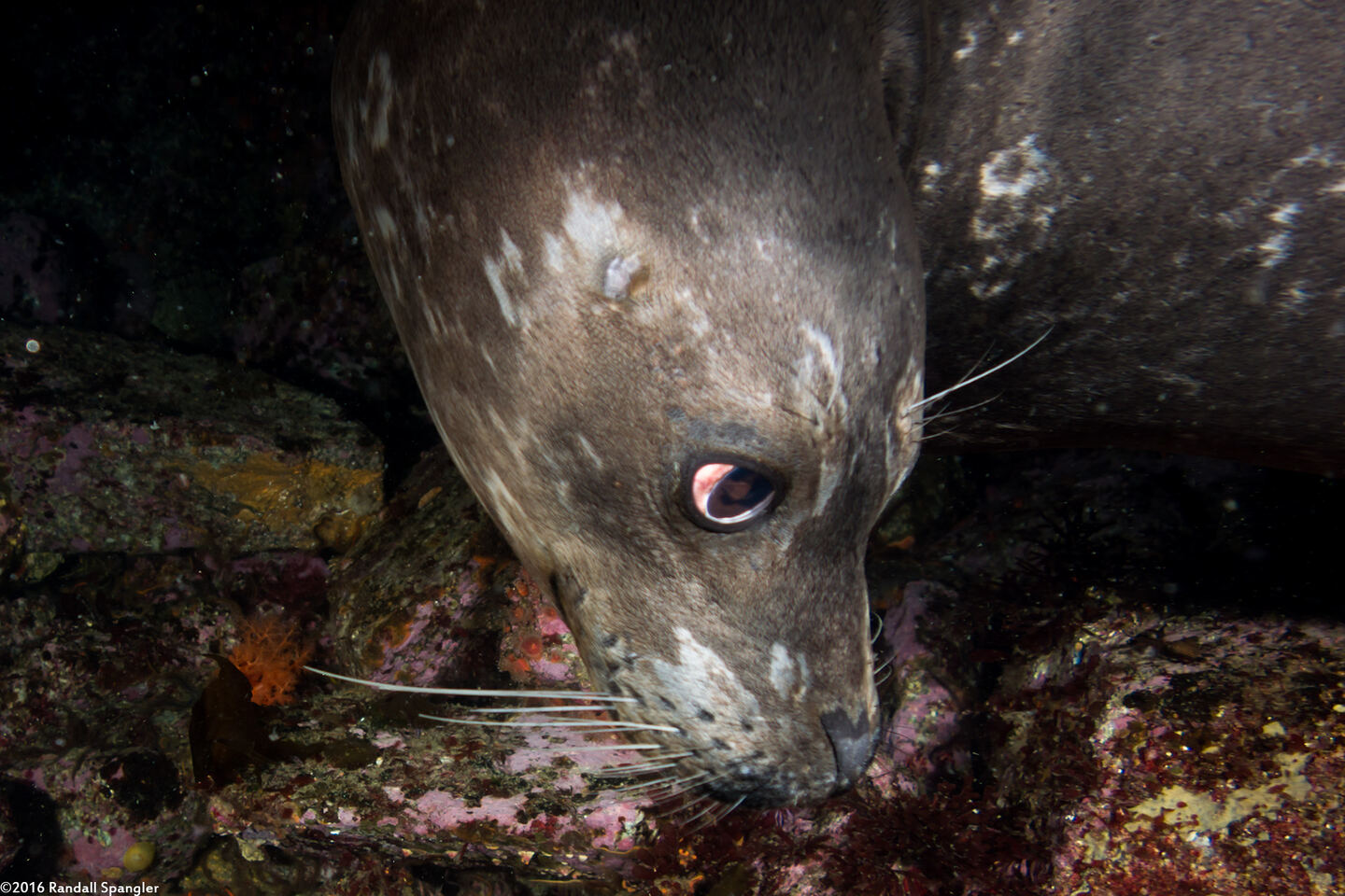 Phoca vitulina (Harbor Seal); Chewie