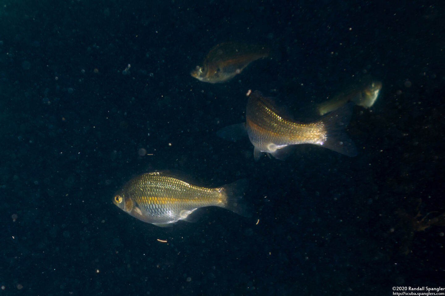 Micrometrus aurora (Reef Perch)