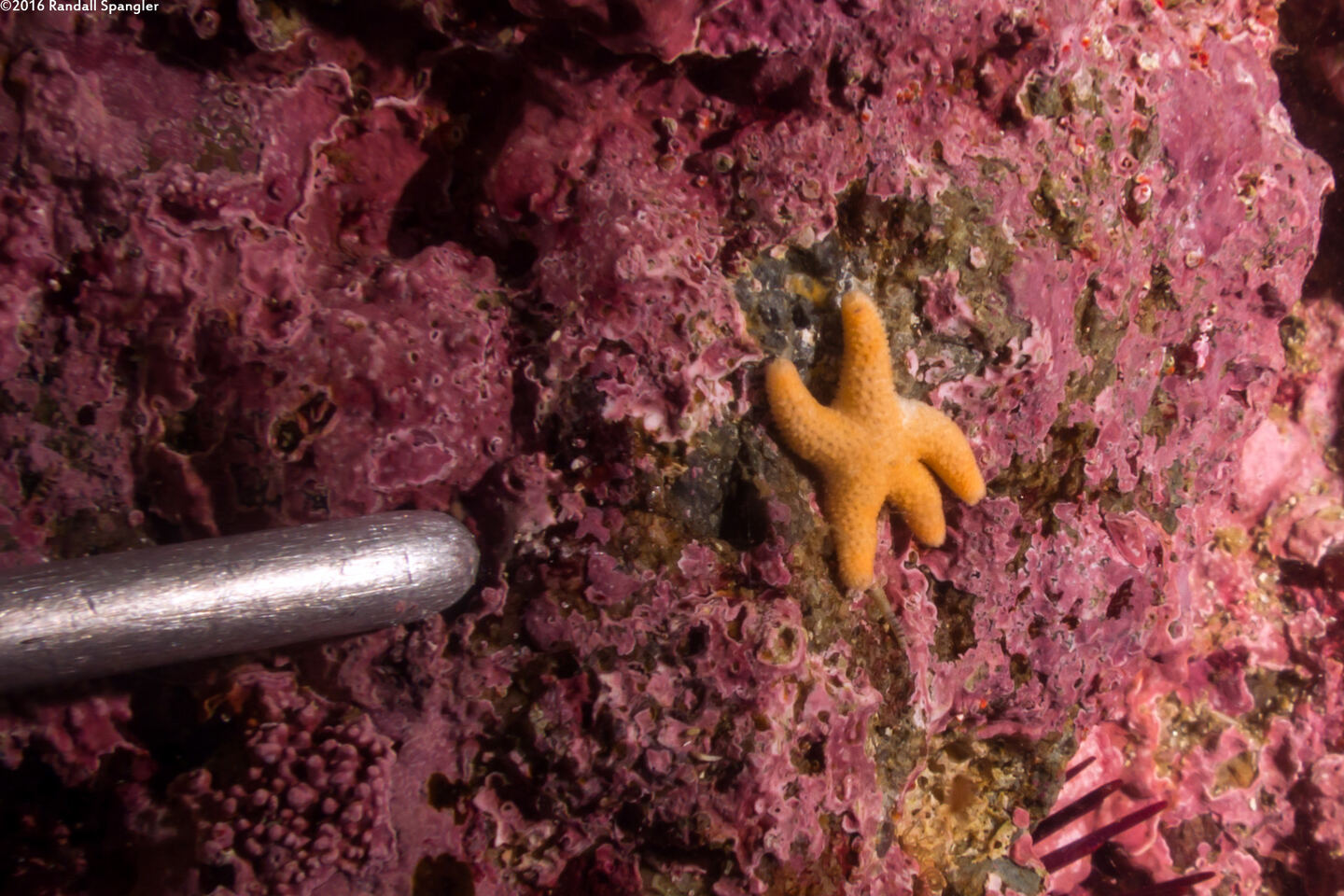 Henricia leviuscula (Blood Star); A small one at the end of my dive pointer