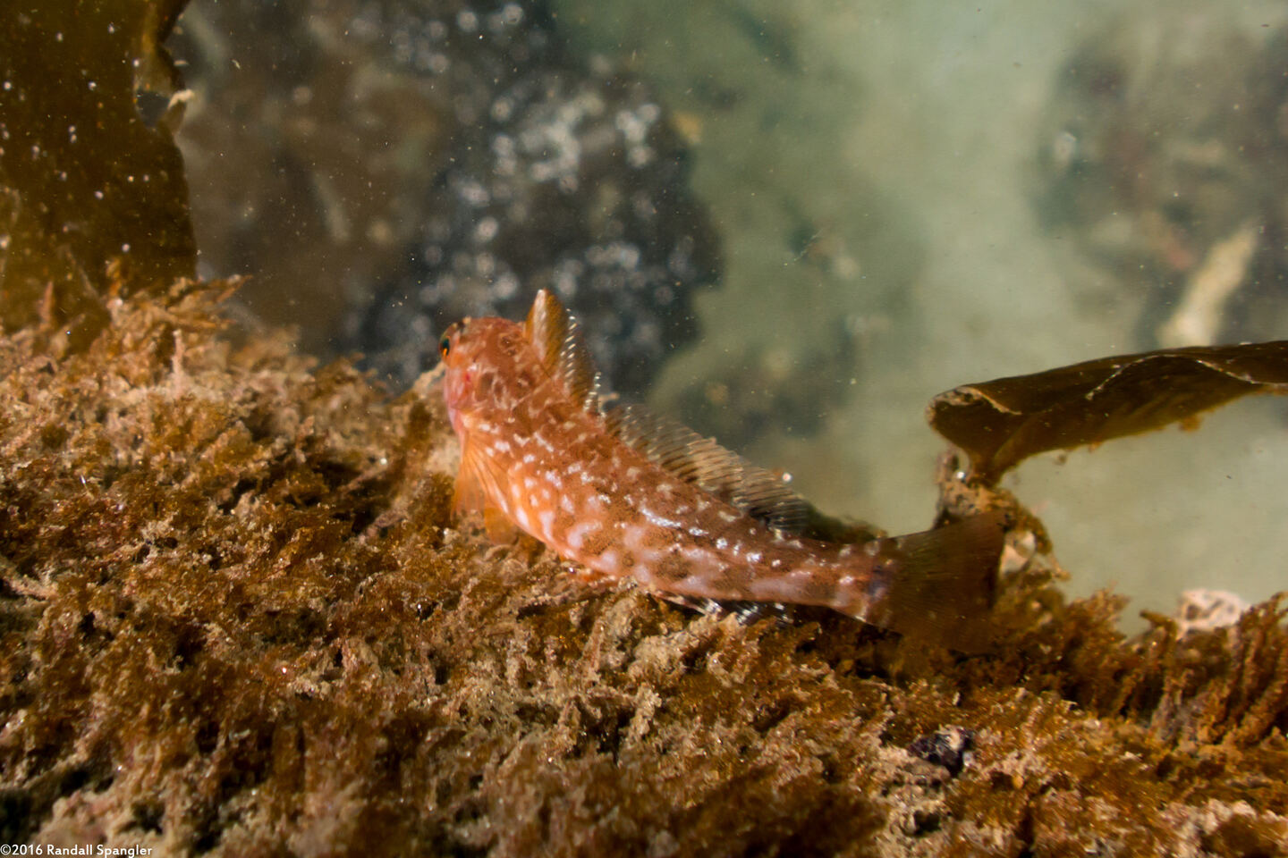 Rathbunella alleni (Stripefin Ronquil)