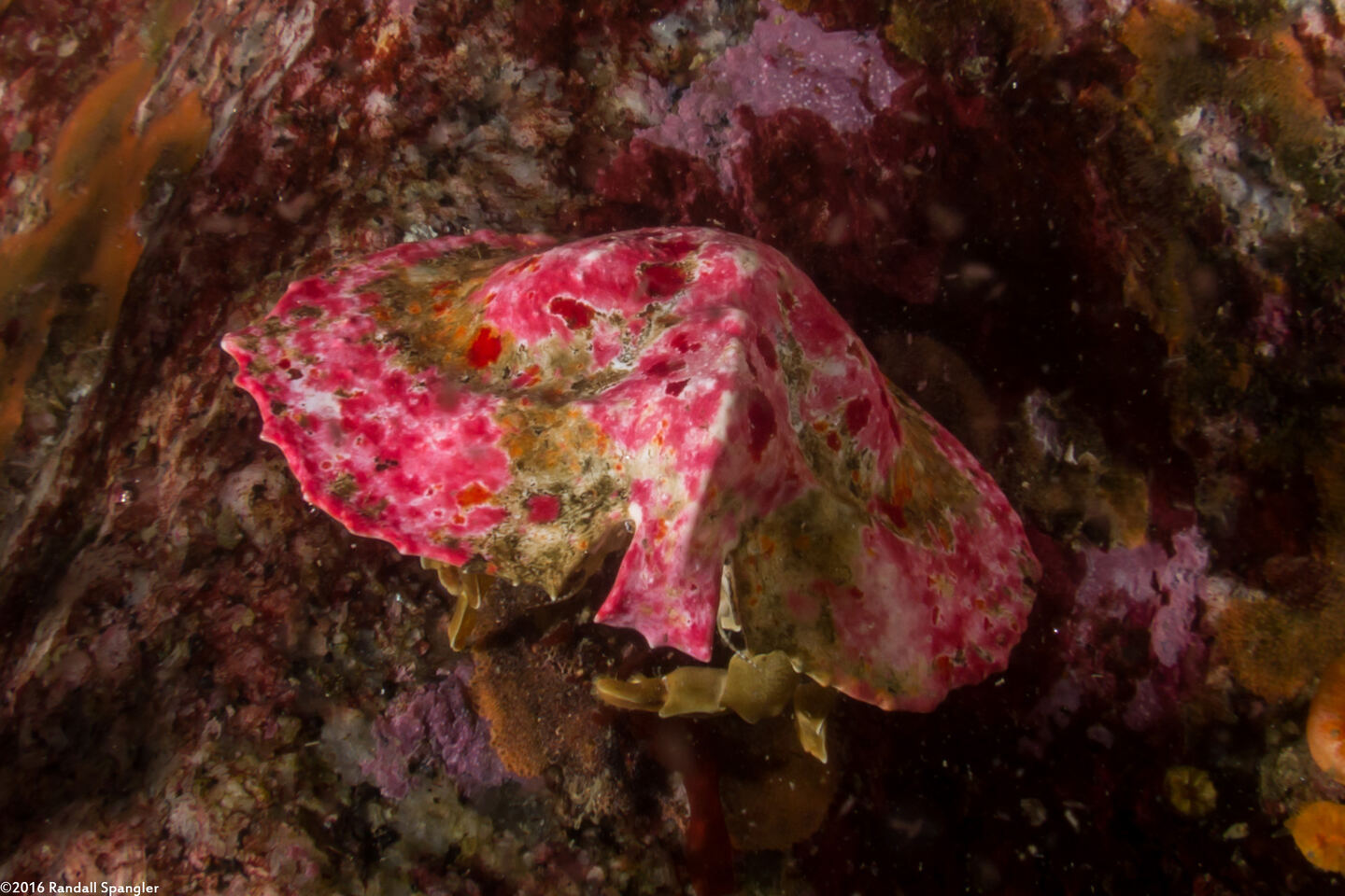 Cryptolithodes sitchensis (Umbrella Crab)