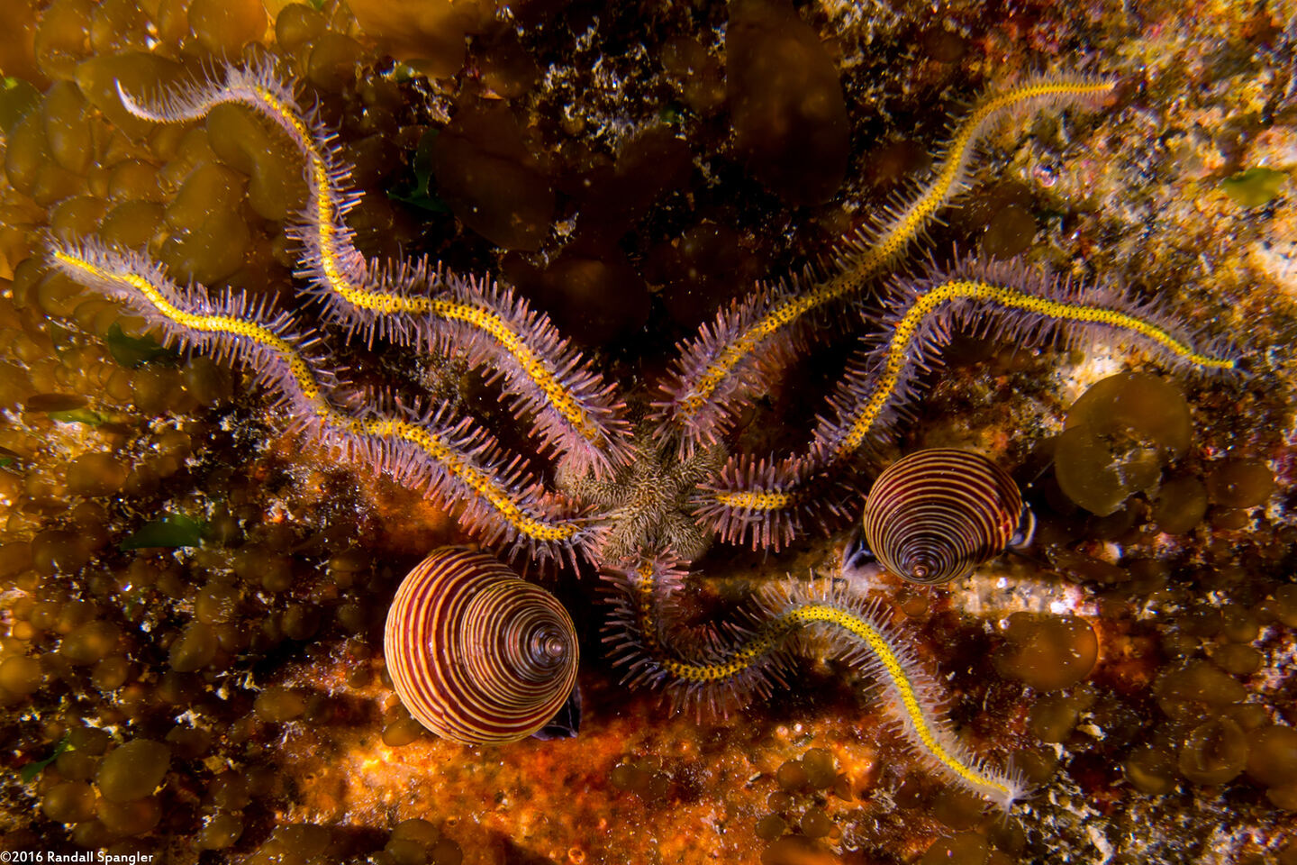 Ophiothrix spiculata (Spiny Brittle Star)