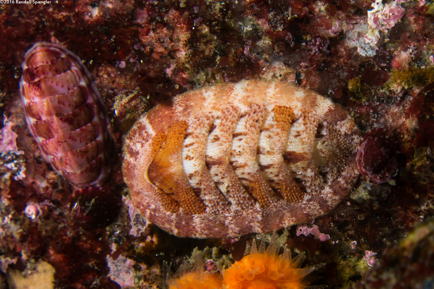 Lepidozona mertensii (Merten's Chiton)