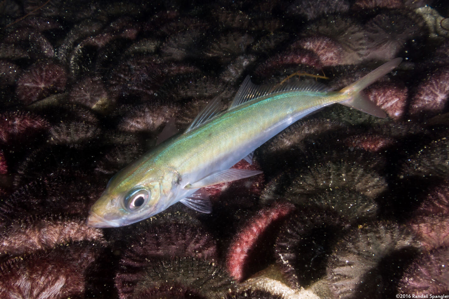 Trachurus symmetricus (Jack Mackerel)
