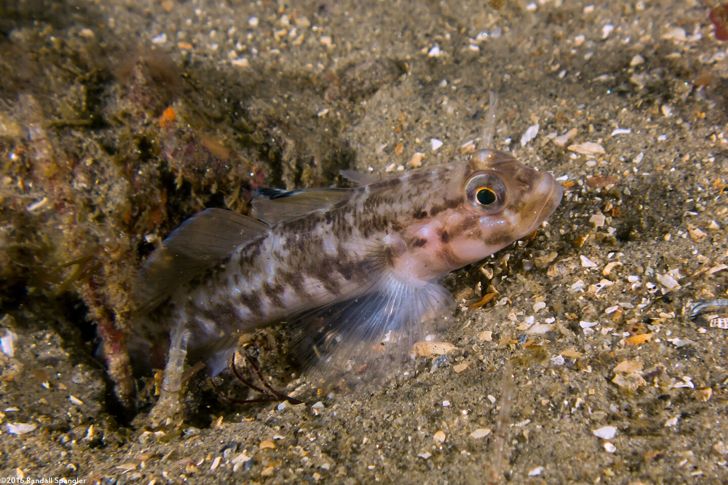 Rhinogobiops nicholsii (Blackeye Goby)