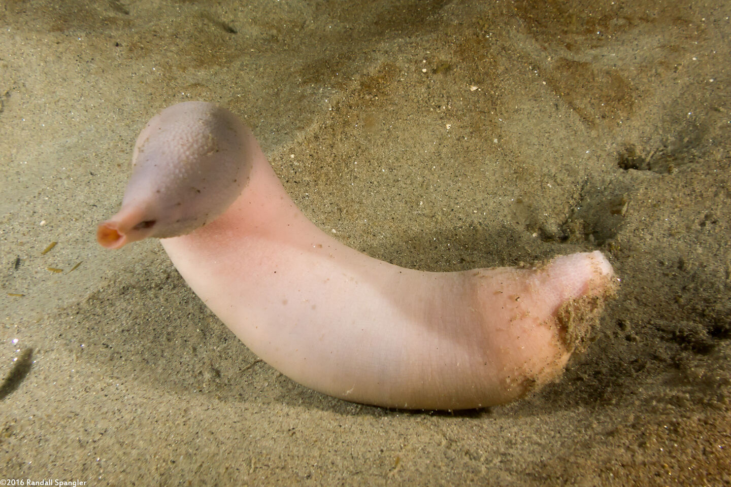 Urechis caupo (Fat Innkeeper Worm)