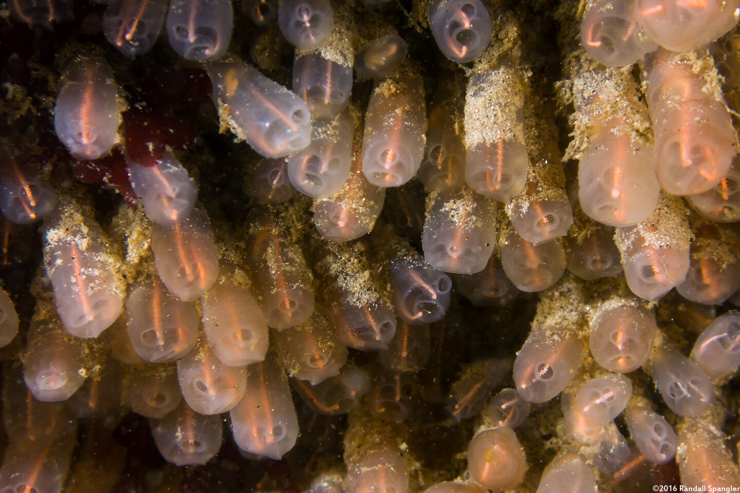 Clavelina huntsmani (Light Bulb Tunicate)