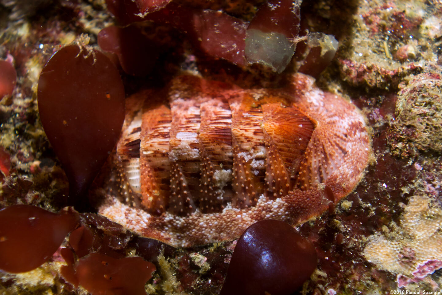 Lepidozona mertensii (Merten's Chiton)