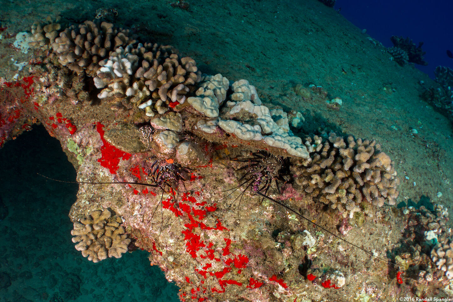 Panulirus marginatus (Banded Spiny Lobster)