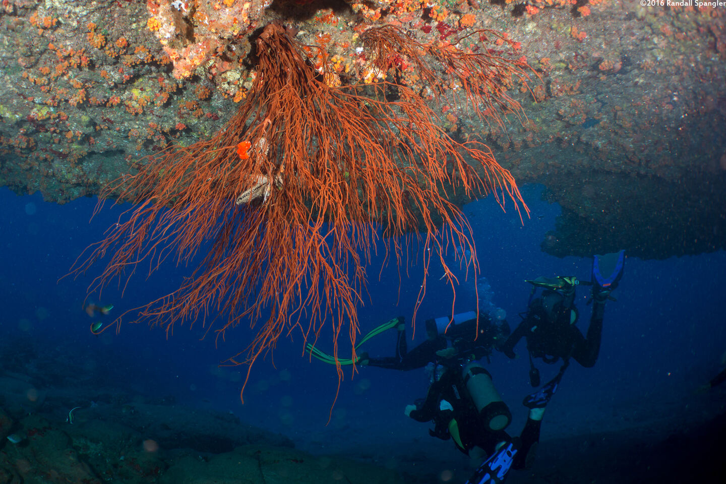 Antipathes griggi (Hawaiian Black Coral)