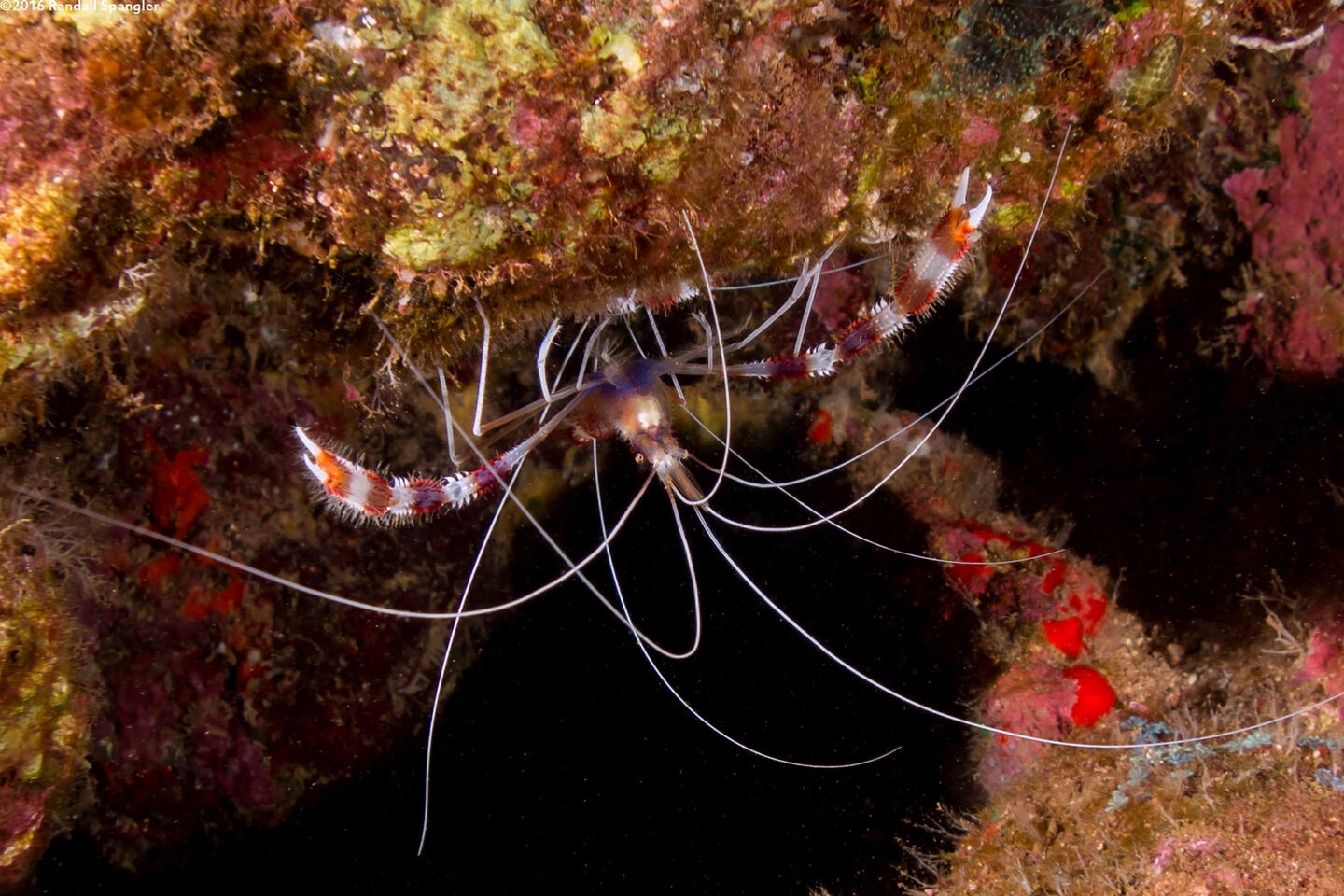 Stenopus hispidus (Banded Coral Shrimp)