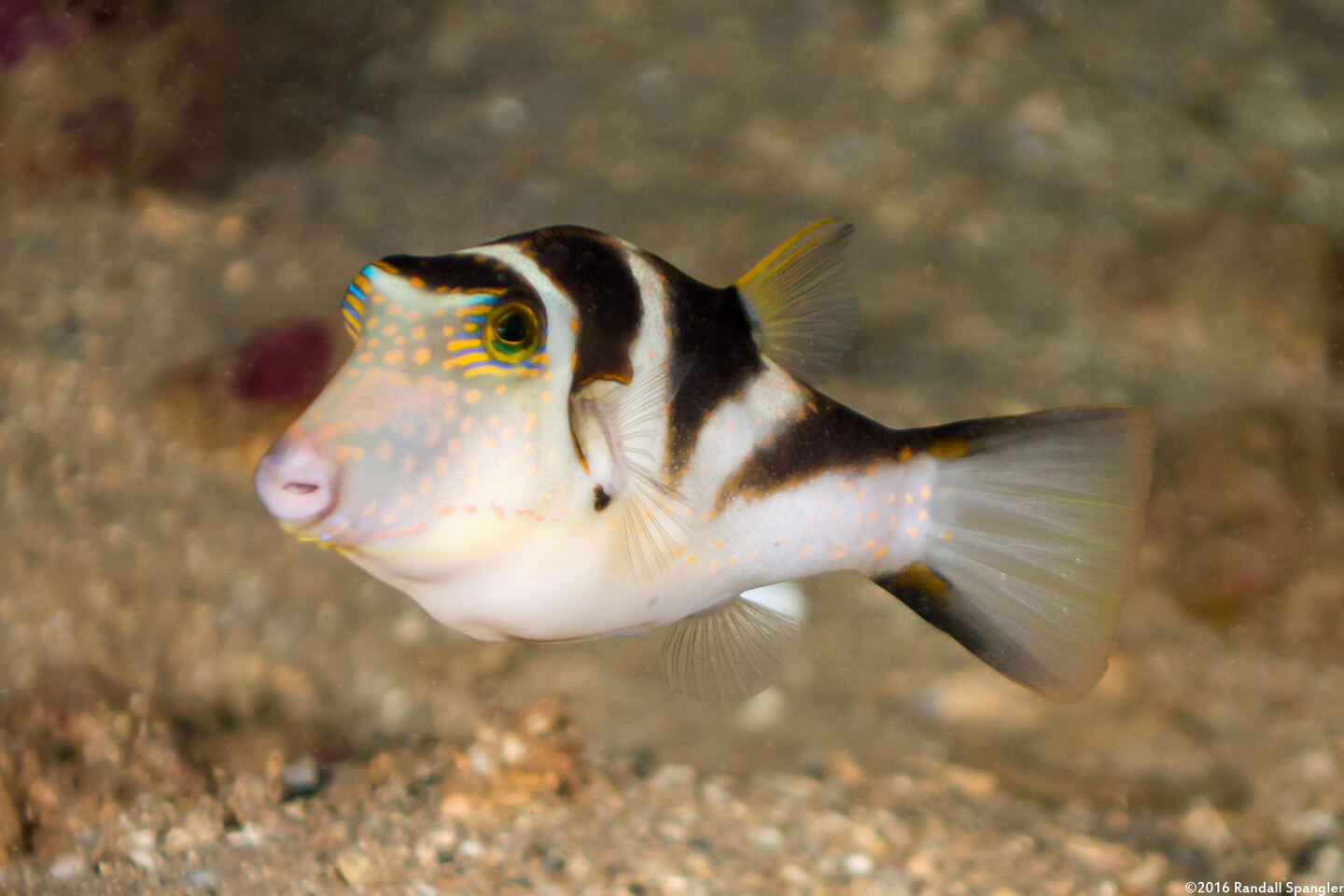 Canthigaster coronata (Crowned Toby)