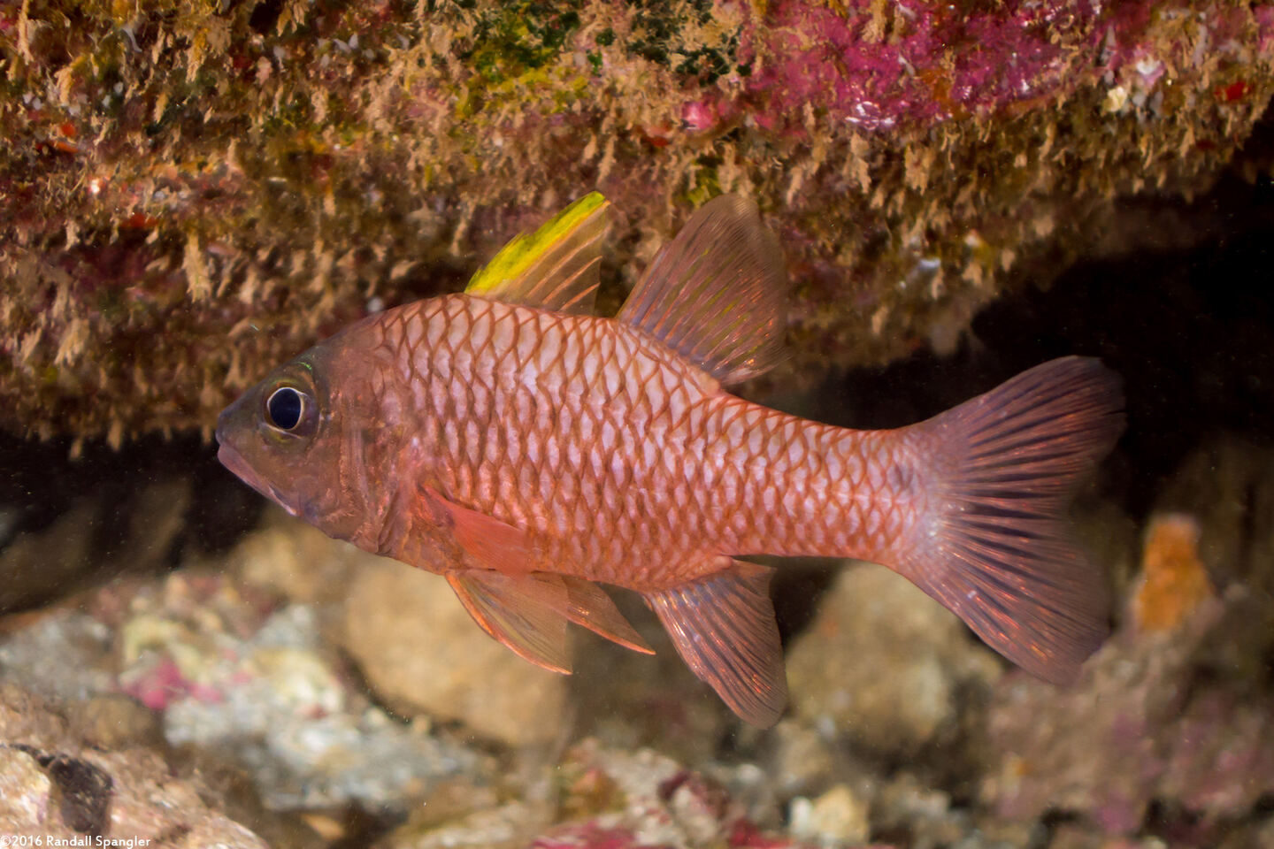Pristiapogon kallopterus (Iridescent Cardinalfish)