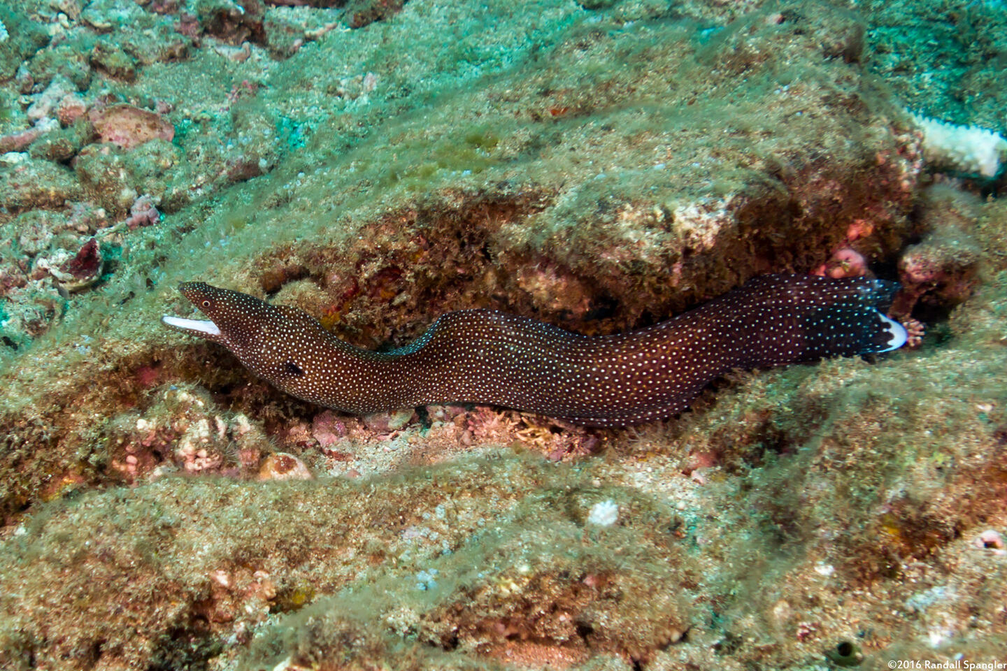 Gymnothorax meleagris (Whitemouth Moray)