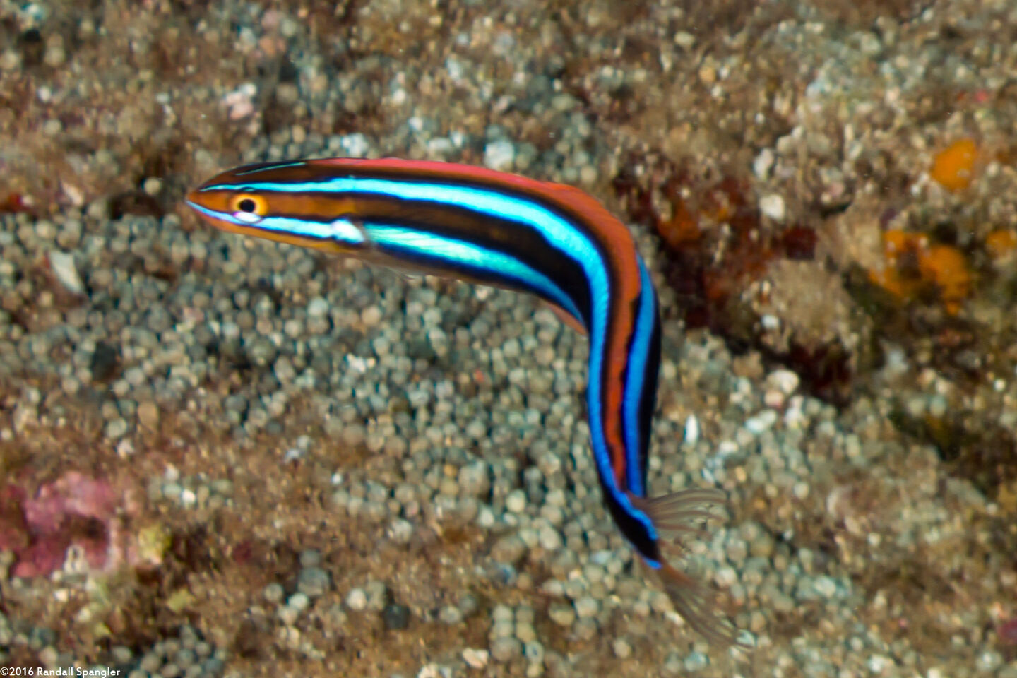 Plagiotremus ewaensis (Ewa Fang Blenny)