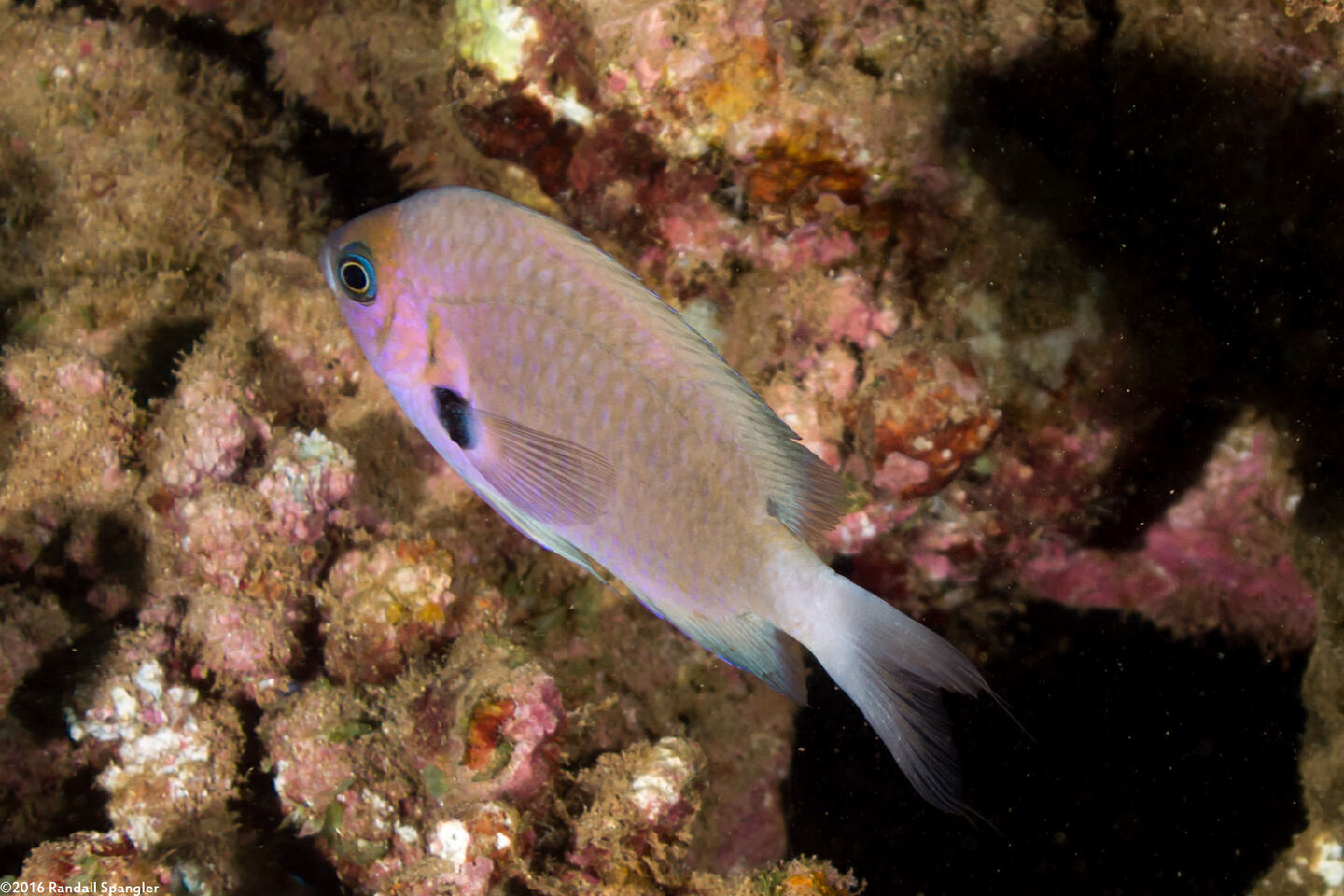 Chromis agilis (Agile Chromis)