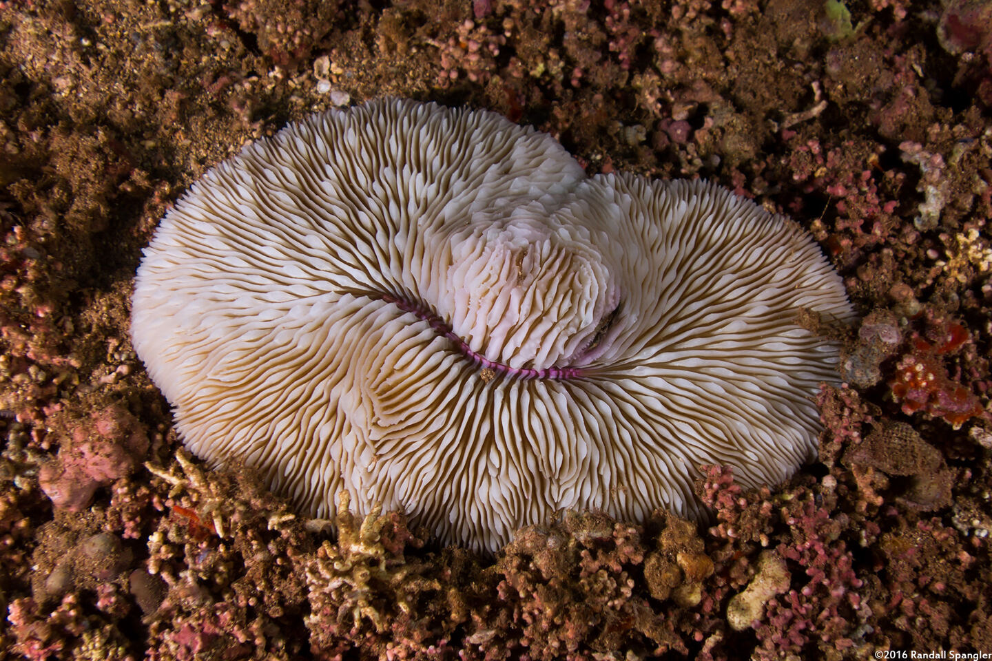 Lobactis scutaria (Oval Mushroom Coral)