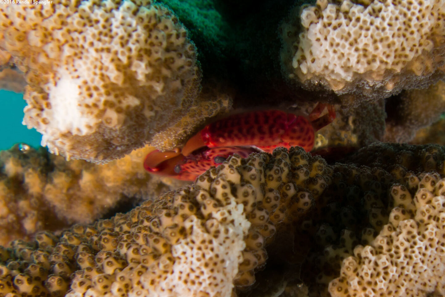 Trapezia intermedia (Common Guard Crab)